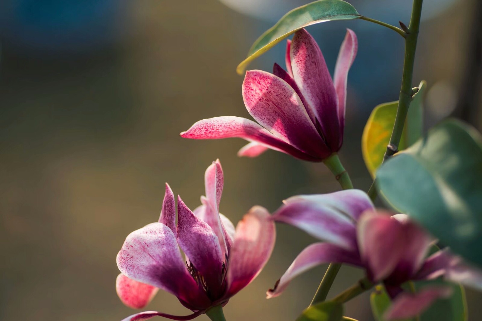 连翘碧桃迎春花桃花桃花早樱杏花贴梗海棠贴梗海棠红叶李杏花杏花玉兰