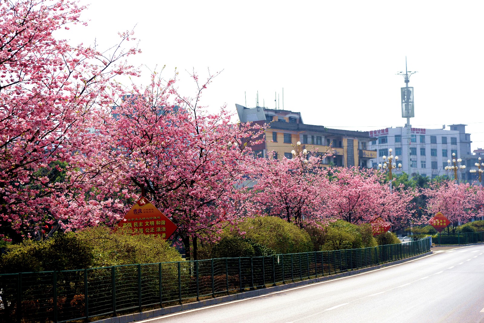 樱花色鲜艳亮丽,枝叶繁茂旺盛,是早春重要的观花树种,被广泛用于园林