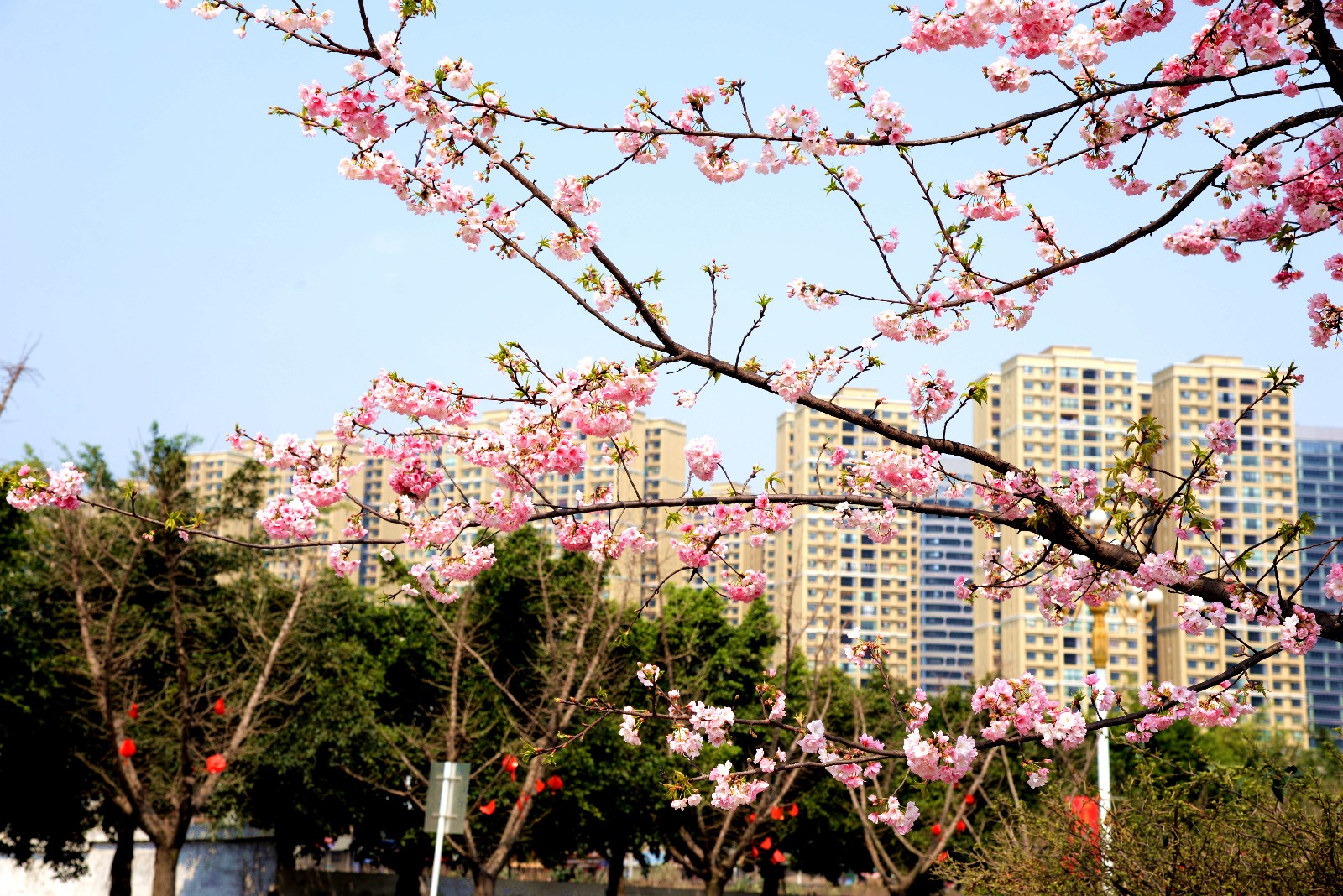 春意浓!兴义大道樱花绽放,简直不要太美!