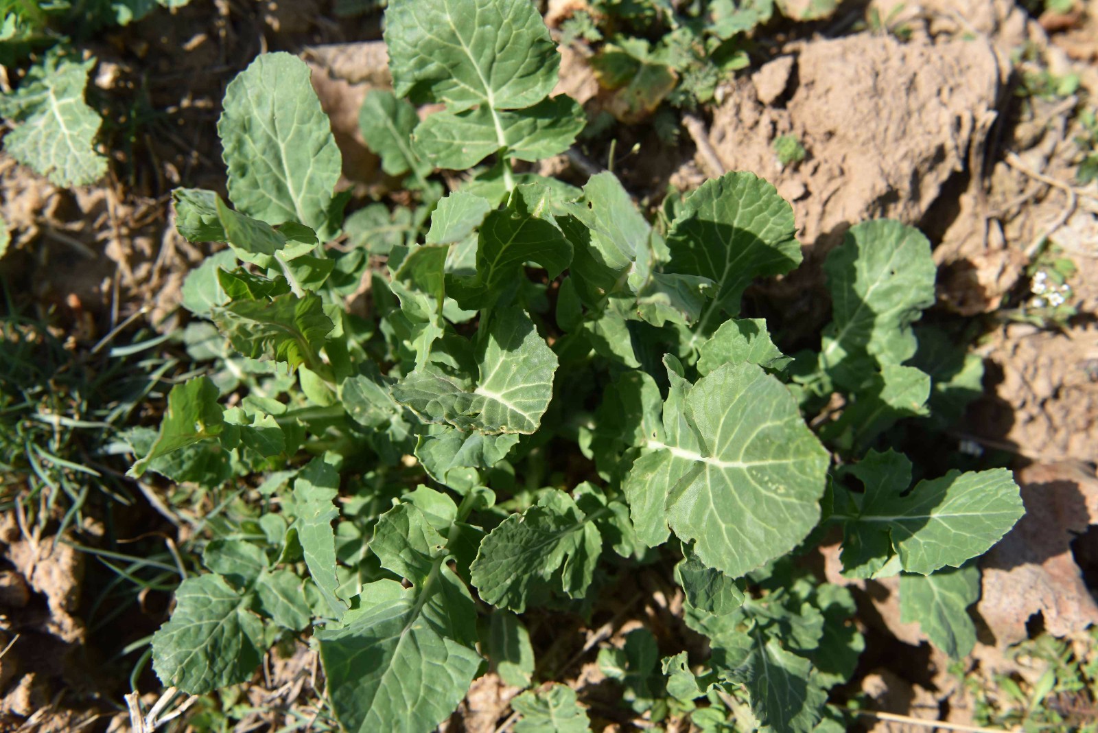 有种野菜,叶子像萝卜叶子,根像人参,你认识吗?