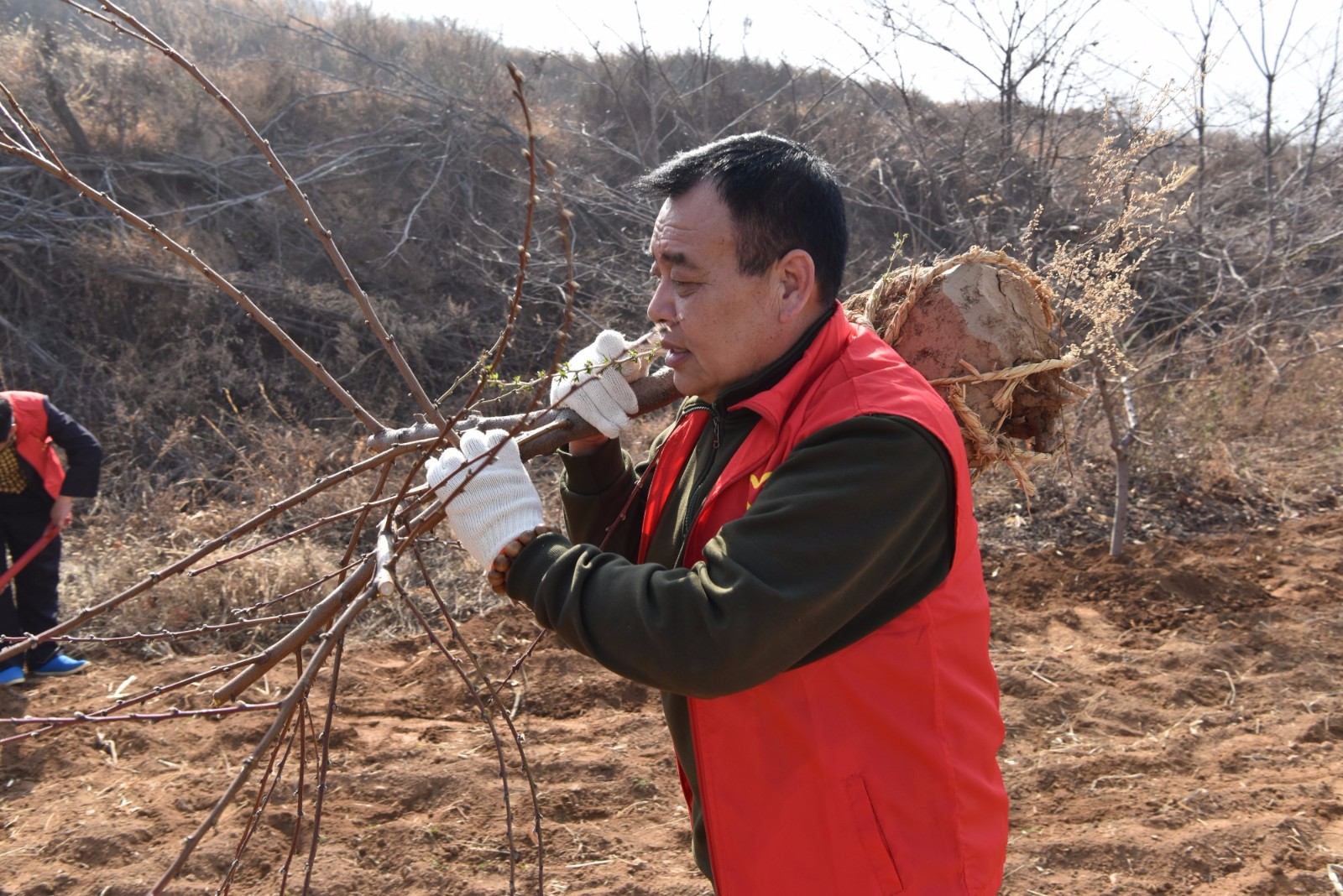 荒山上栽树,美女肩扛几十斤树苗不输男子汉_新浪看点