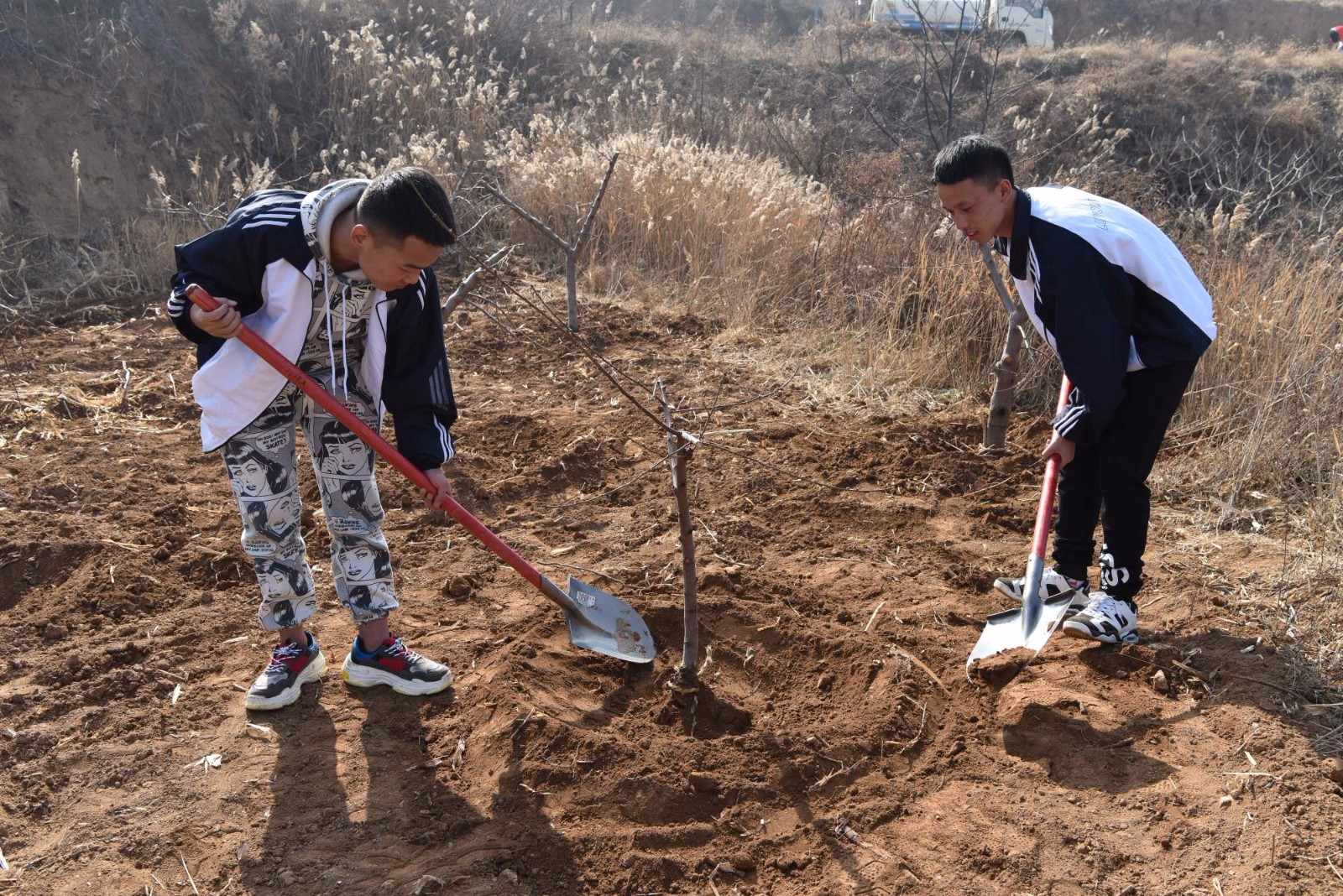 荒山上栽树,美女肩扛几十斤树苗不输男子汉