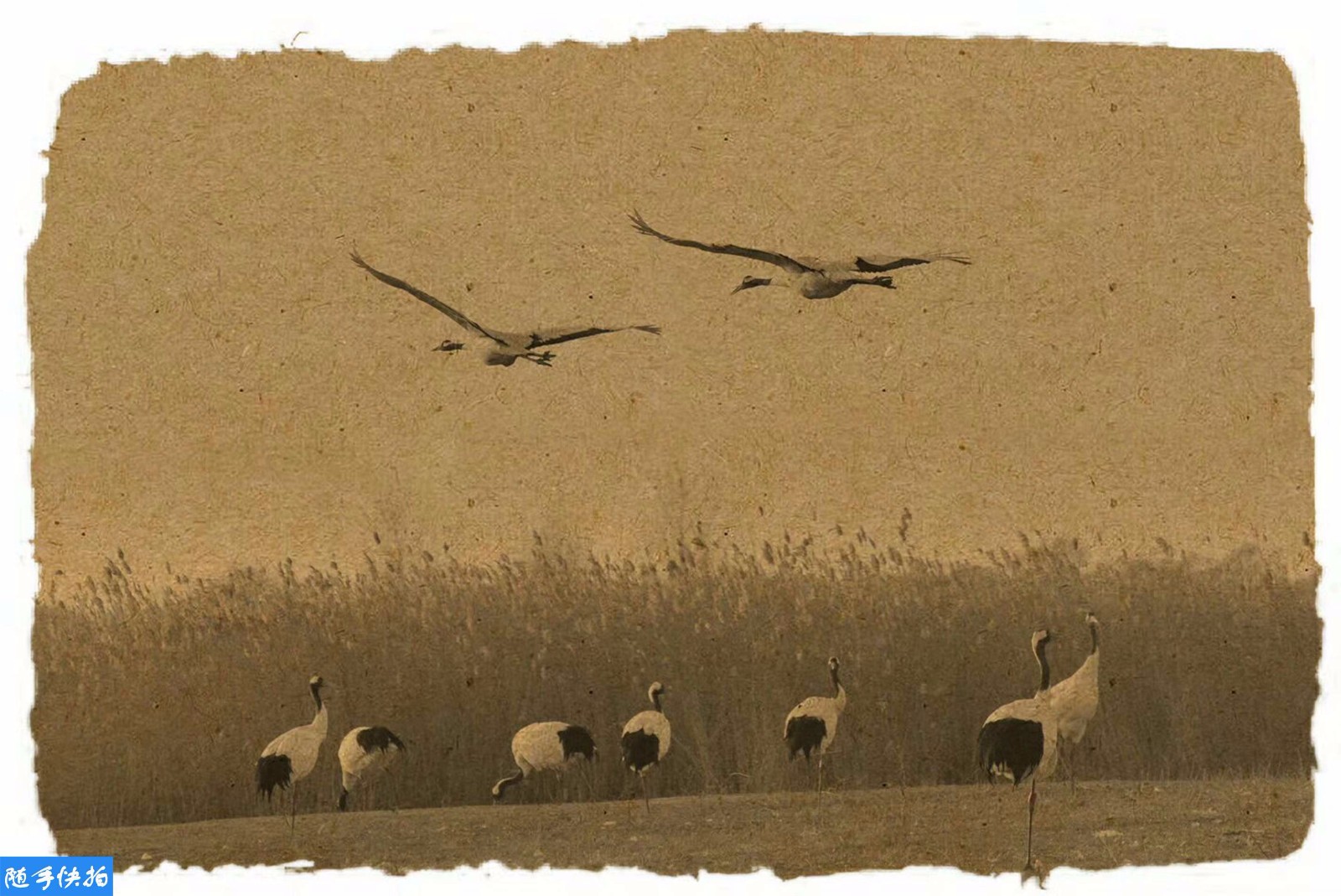 复古仙鹤图惊艳世人 你绝对瞧不出这是摄影作品