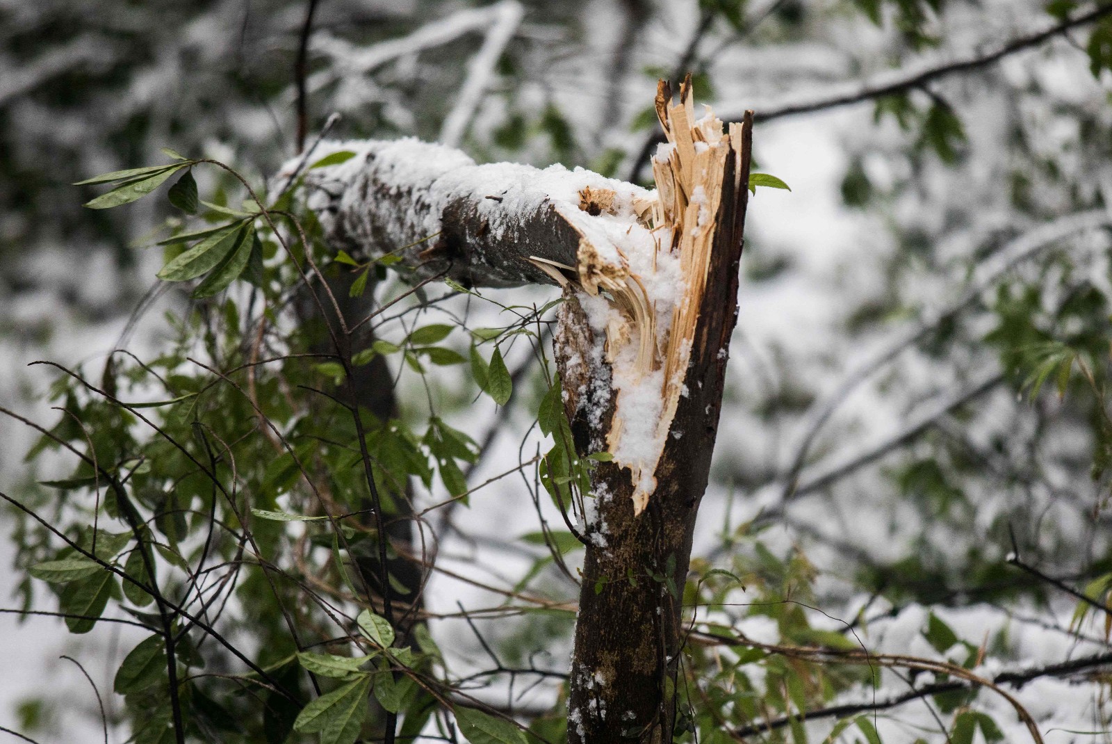 大雪是景也是灾,大树被残忍地对半劈开