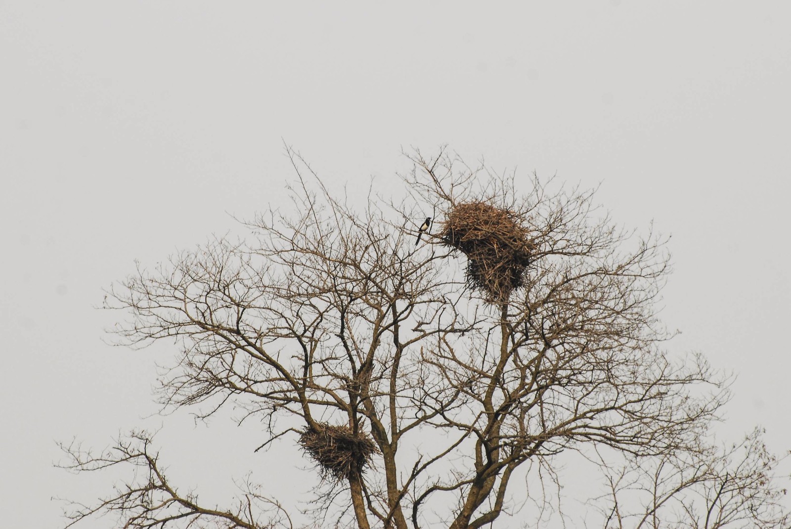 忙碌的喜鹊 有趣的鸟巢