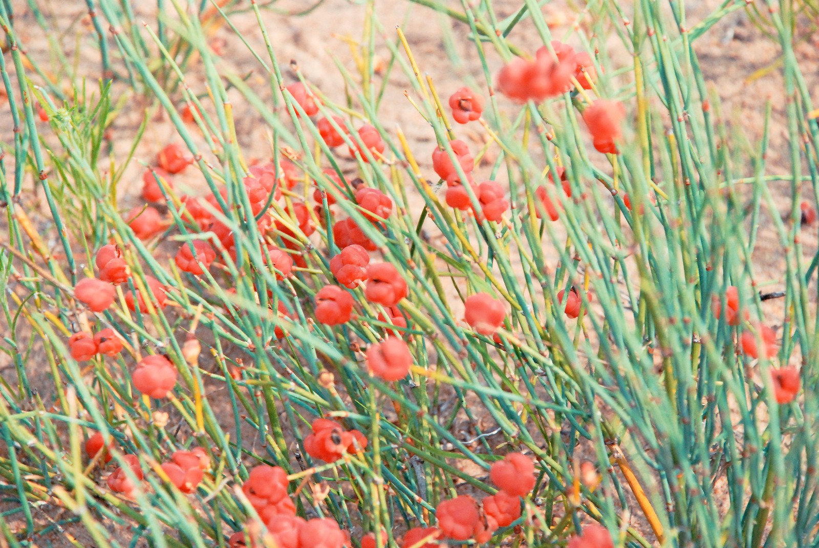 有一种药材叫麻黄,有一种山果叫麻黄果,也许多年后它只在记忆中