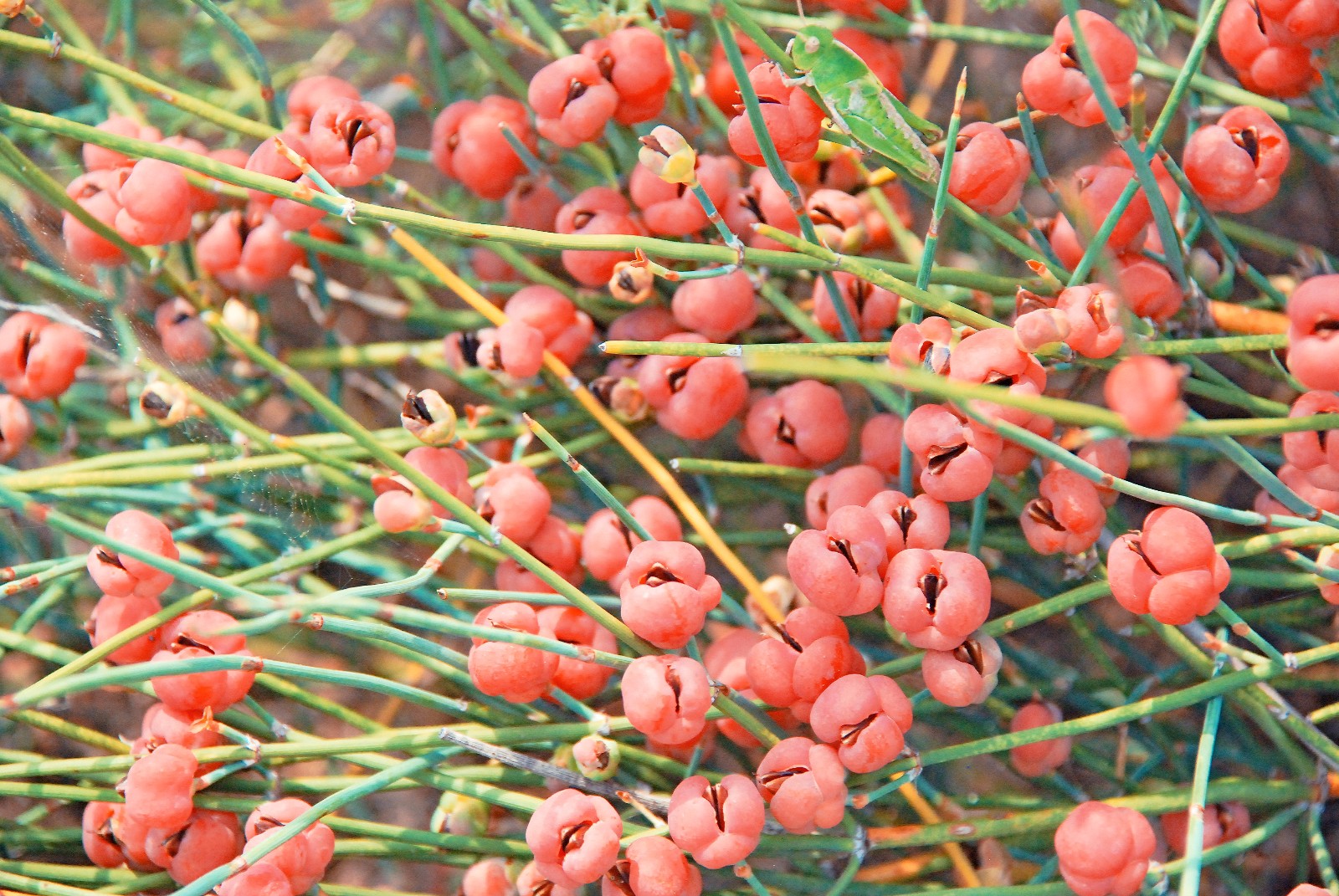 有一种药材叫麻黄,有一种山果叫麻黄果,也许多年后它只在记忆中