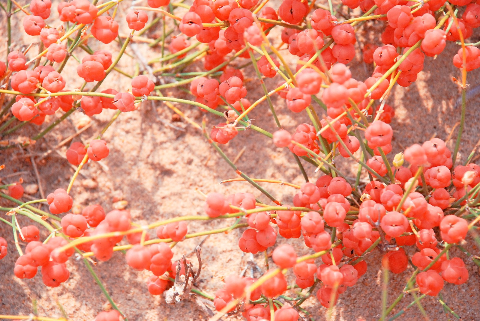 有一种药材叫麻黄,有一种山果叫麻黄果,也许多年后它只在记忆中
