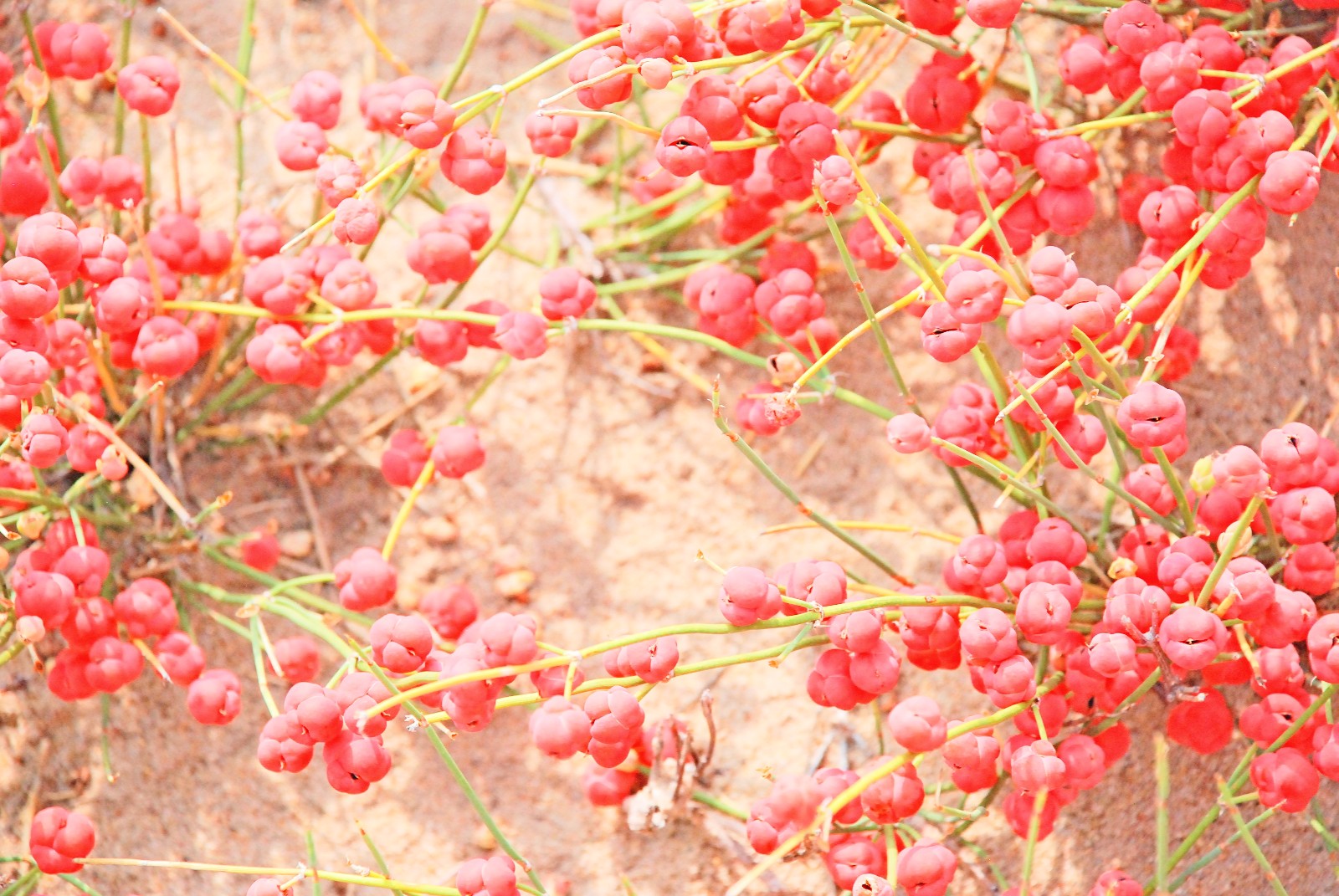 有一种药材叫麻黄,有一种山果叫麻黄果,也许多年后它只在记忆中