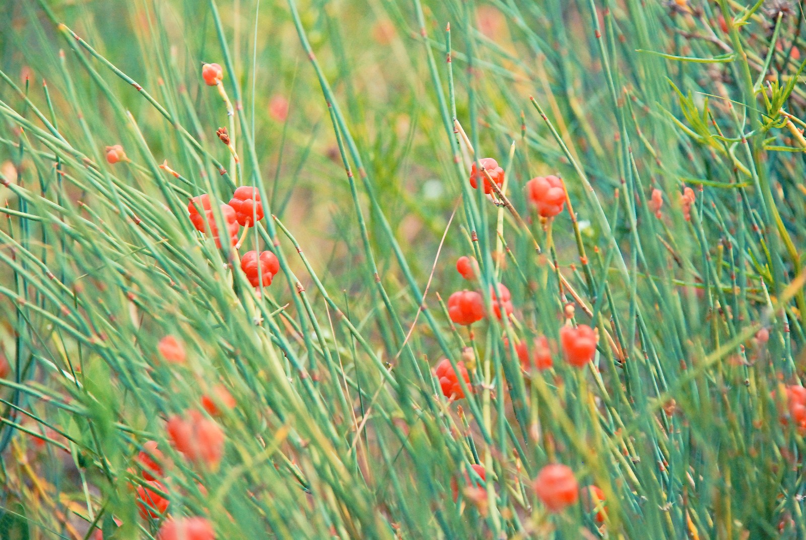 有一种药材叫麻黄有一种山果叫麻黄果也许多年后它只在记忆中
