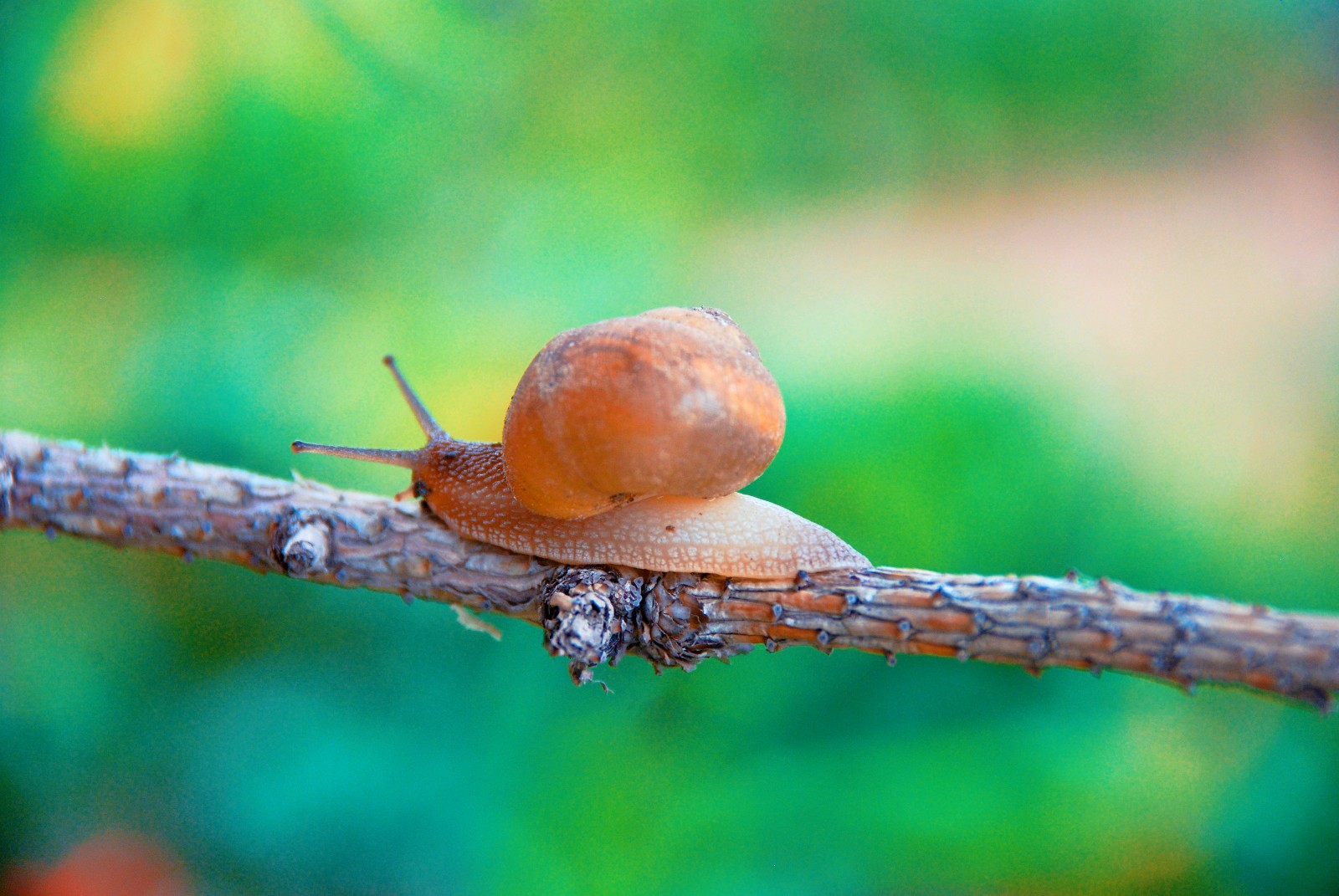 蜗牛背着重重的壳呀一步一步往上爬爬到顶端就能看到美丽风景