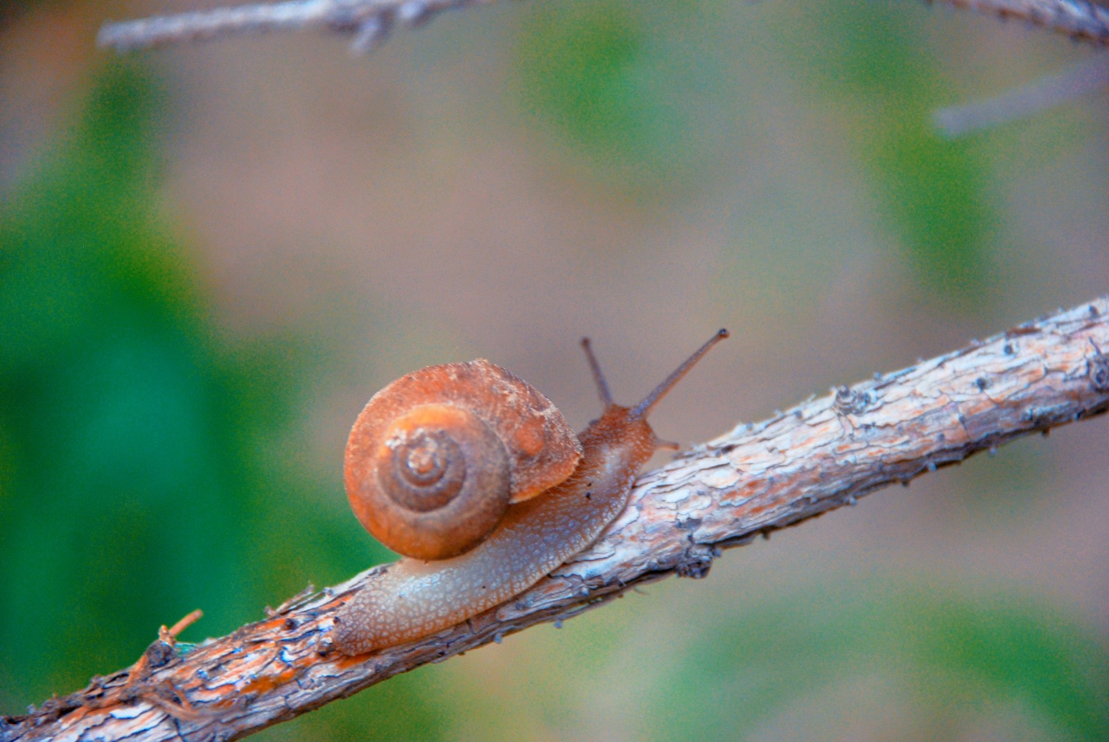 蜗牛背着重重的壳呀一步一步往上爬爬到顶端就能看到美丽风景