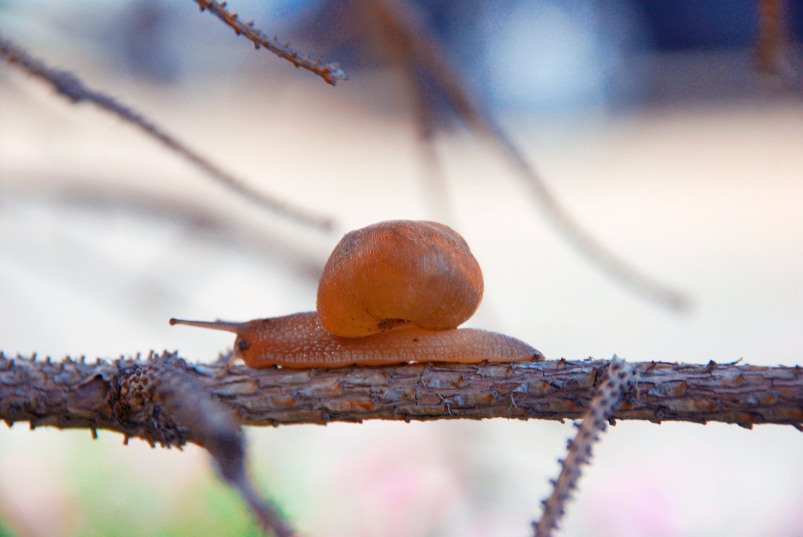 蜗牛背着重重的壳呀一步一步往上爬爬到顶端就能看到美丽风景