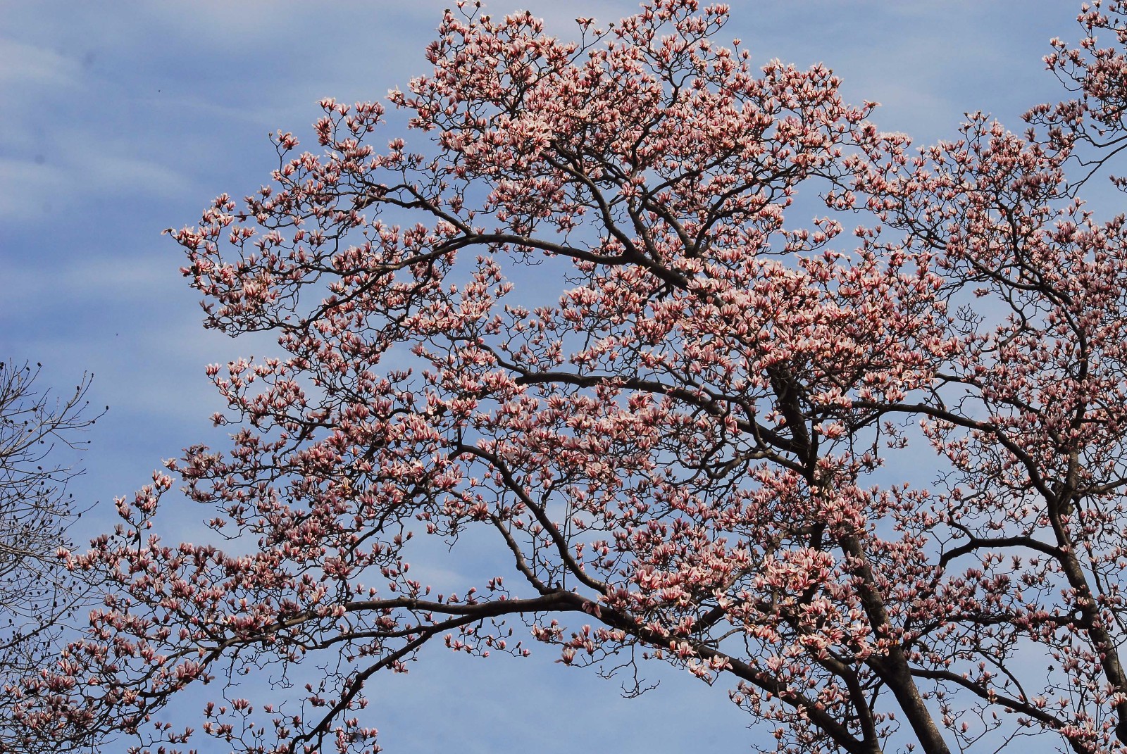 大别山(安徽金寨)望春谷野生玉兰花争奇斗艳!