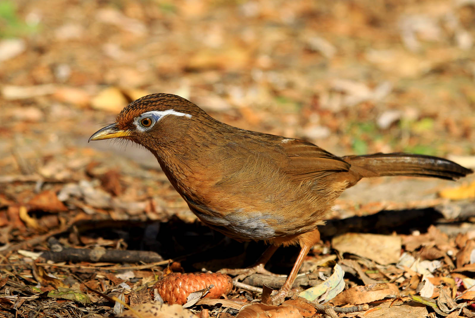 根據經驗來說畫眉其實挺容易養的進來教你如何養好畫眉鳥