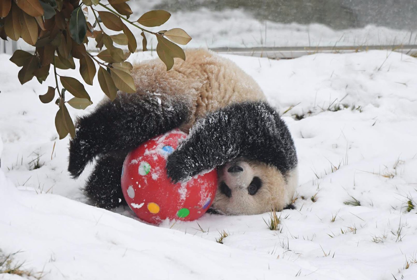 看看野生动物在雪地撒欢卖萌