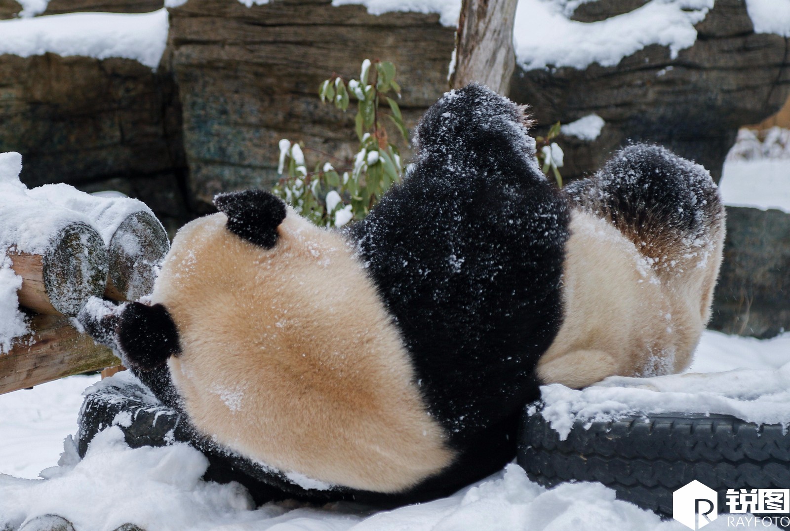 杭州大熊猫雪地里撒欢 开启"翻滚模式"_新浪看点