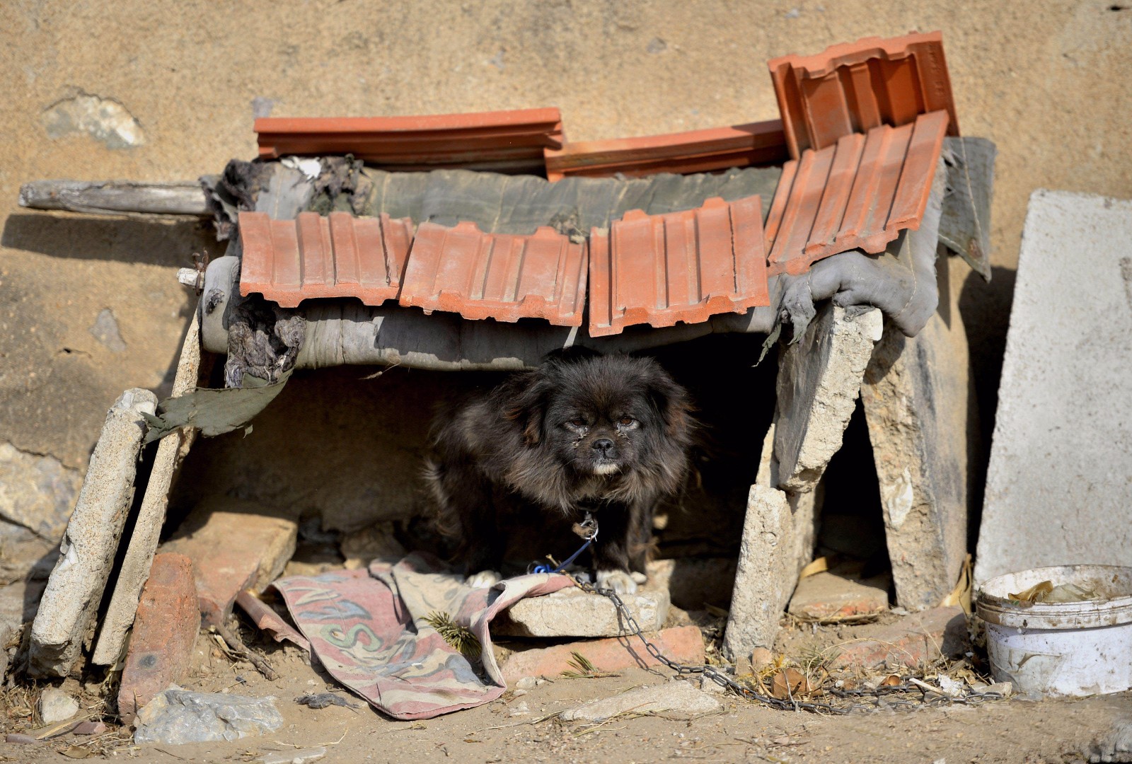 狗年话狗有的视为心尖有的被叫畜生