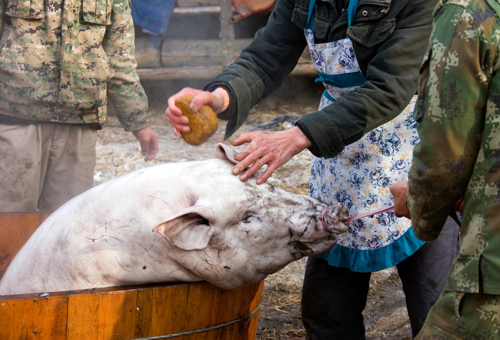 农村杀猪匠一天免费给村民杀五头猪