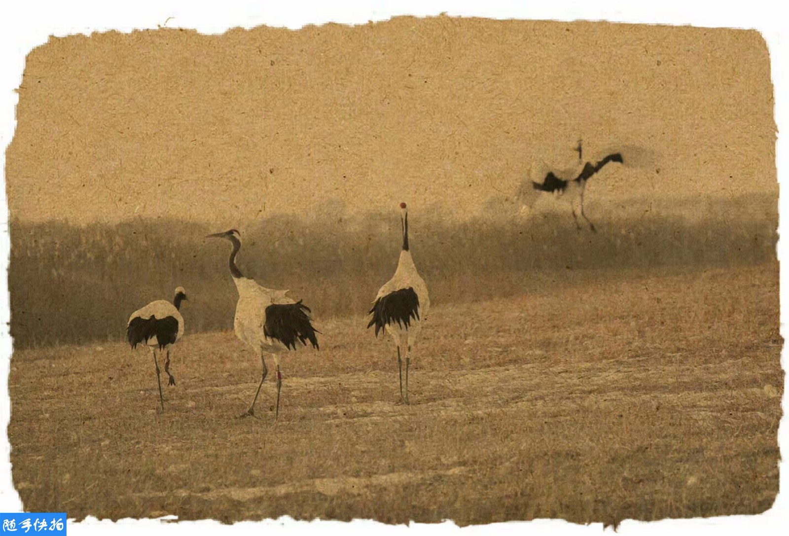 复古仙鹤图惊艳世人 你绝对瞧不出这是摄影作品