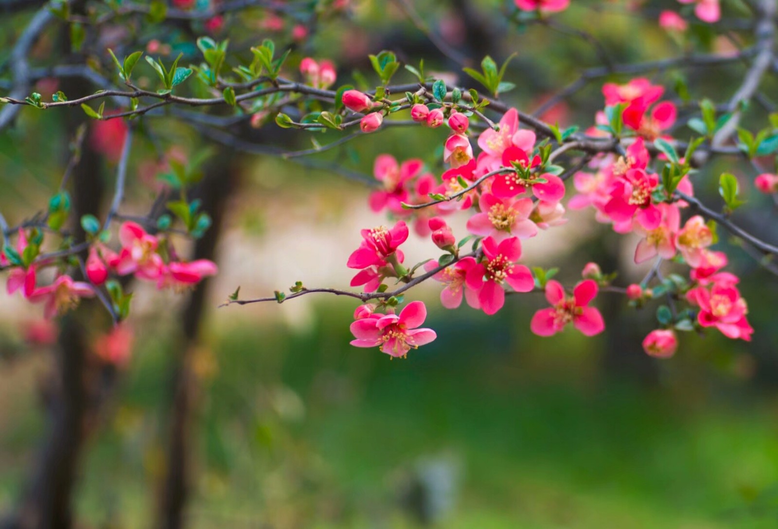 连翘碧桃迎春花桃花桃花早樱杏花贴梗海棠贴梗海棠红叶李杏花杏花玉兰