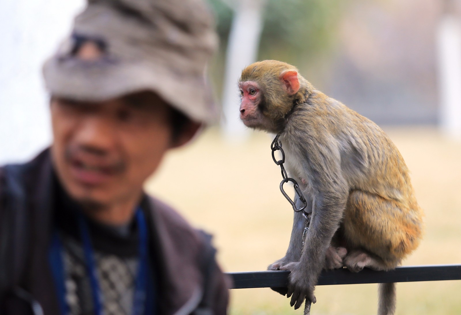 "猴子妈妈领着女儿和老公走南闯北" 每天给主人挣200