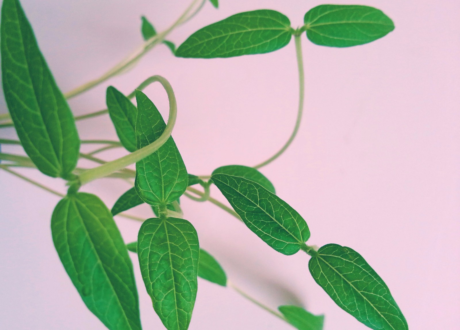 绿豆芽长出的叶子也能带来小清新,发现美,发现生活