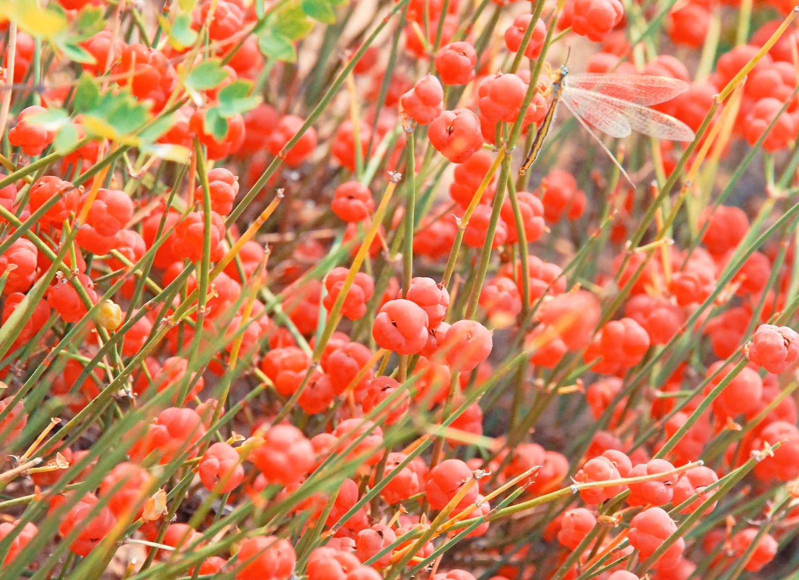 有一种药材叫麻黄,有一种山果叫麻黄果,也许多年后它只在记忆中