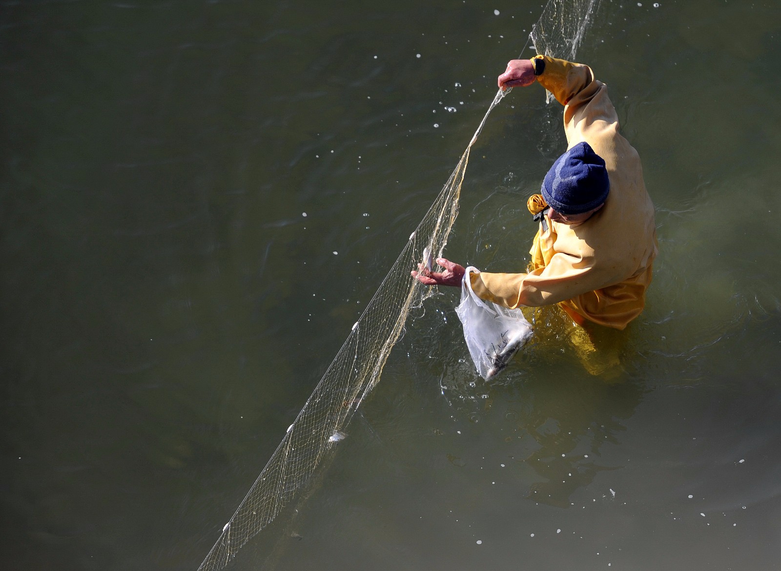 数九天男子河中捞鱼:四季不离水轻松赚10万|捕鱼|男子|四季_新浪新闻