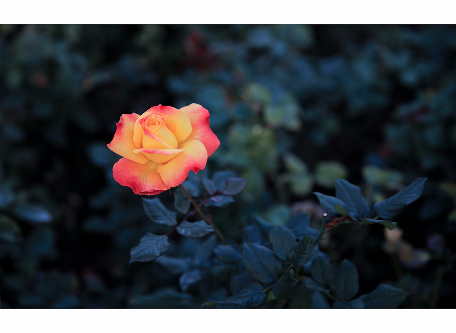 美丽玫瑰花,幽香徐来,令人迷醉.