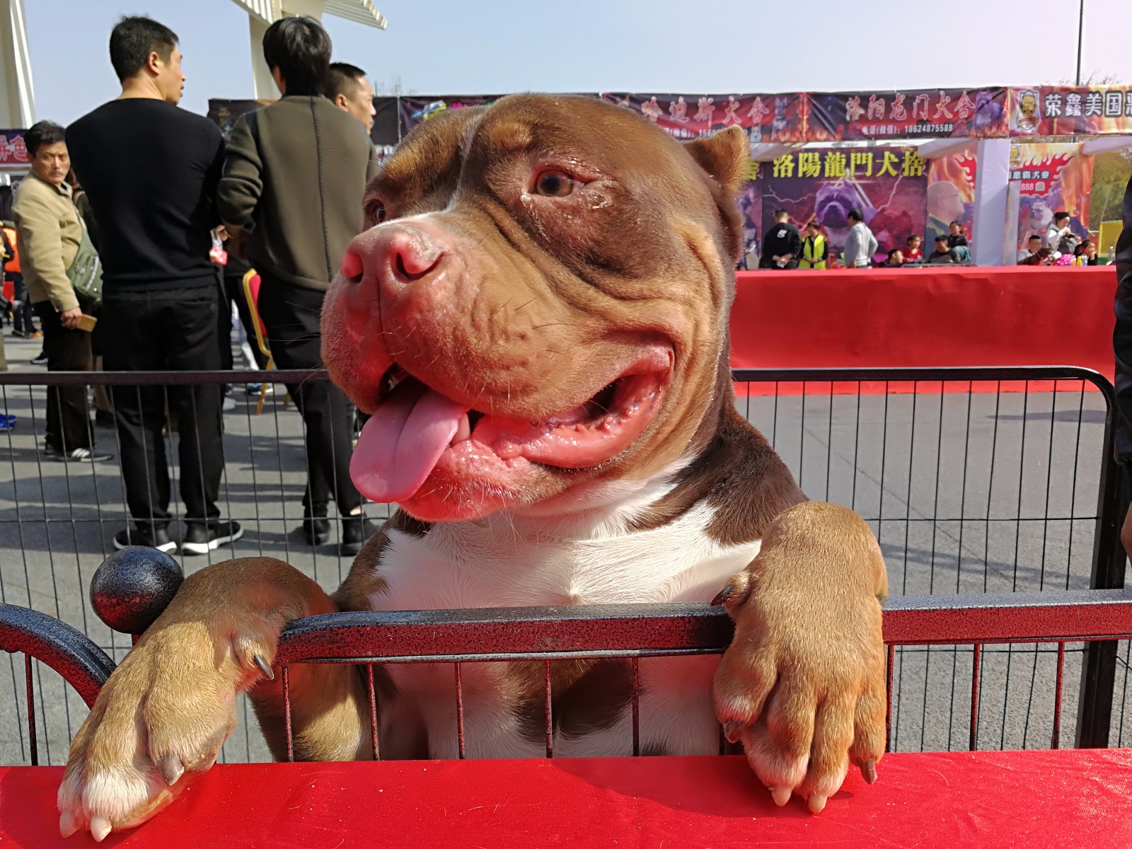 中国恶霸犬(河南)秀展现场回顾