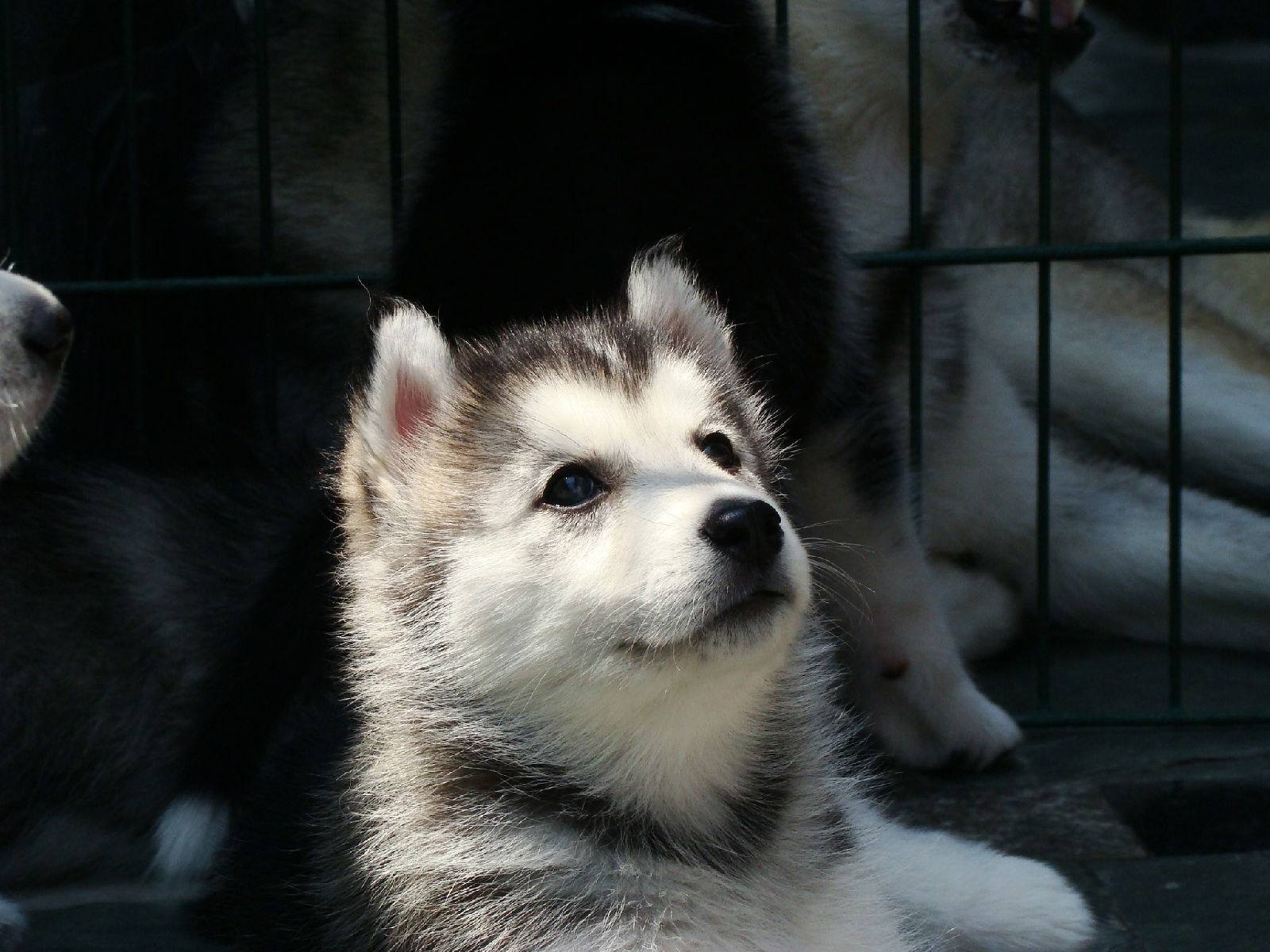 买了只二哈给父母,结果被当成土狗养,可网友看到之后却很羡慕!