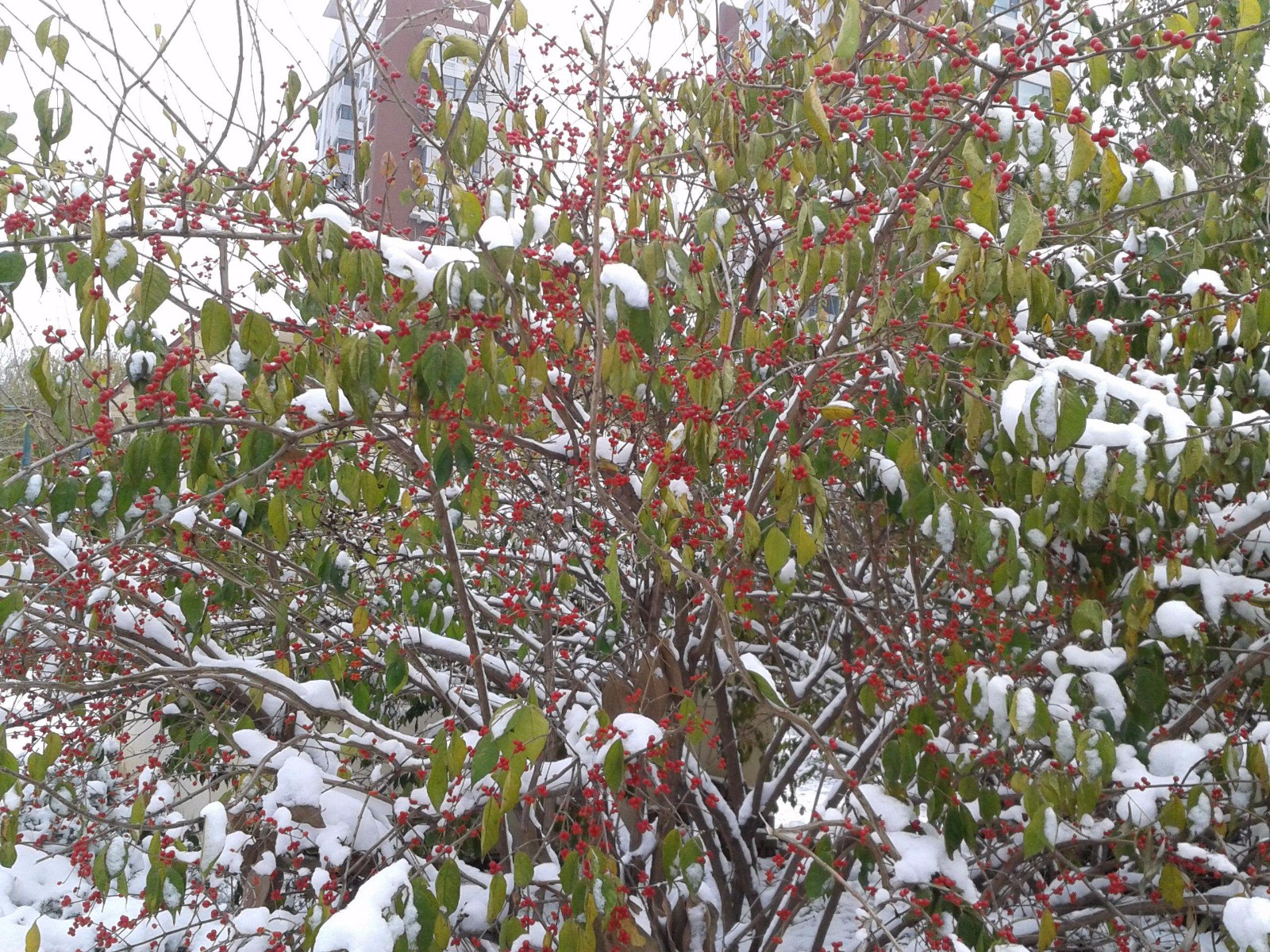 北京冬日罕见的小红果金银木,冰雪覆盖中的果实格外耀眼