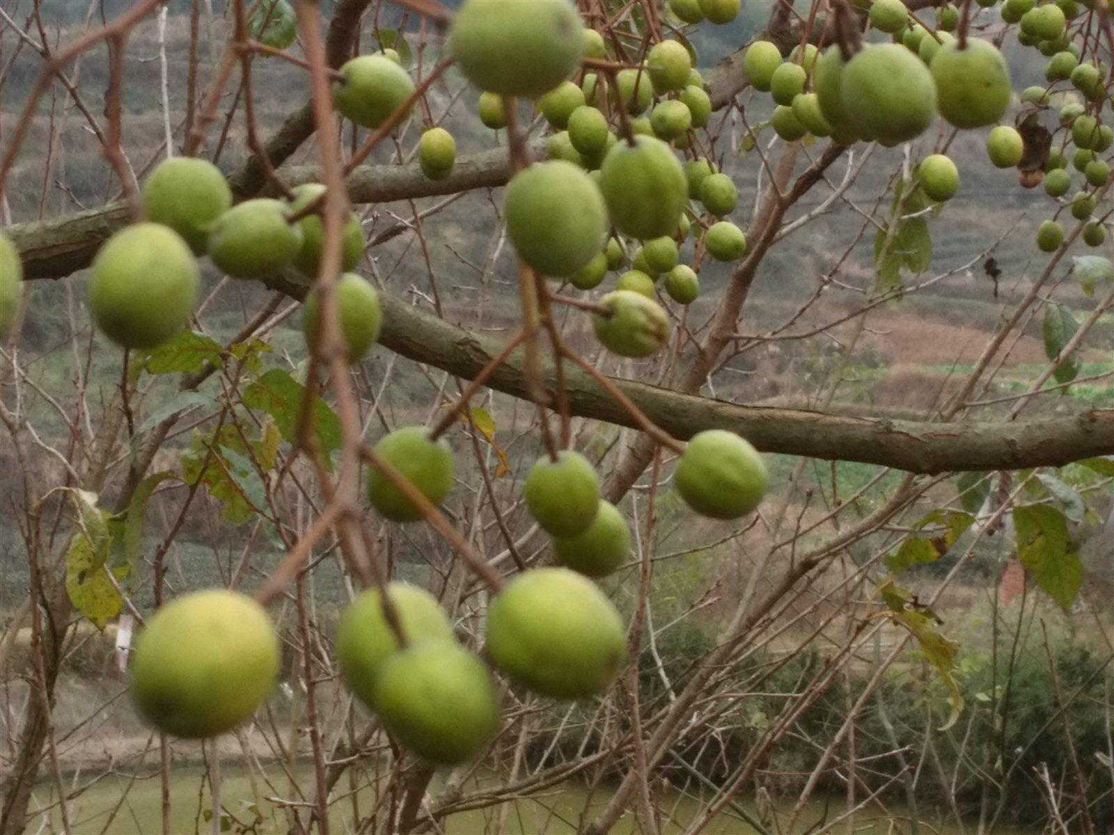 农村这种野果你认识吗它治疗孩子的冻疮效果很好你知道吗