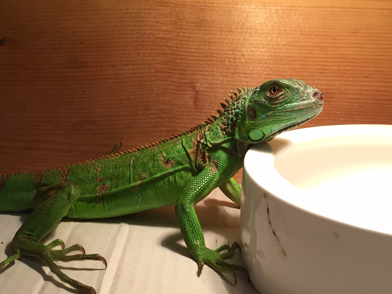 儿子的宠物蜥蜴