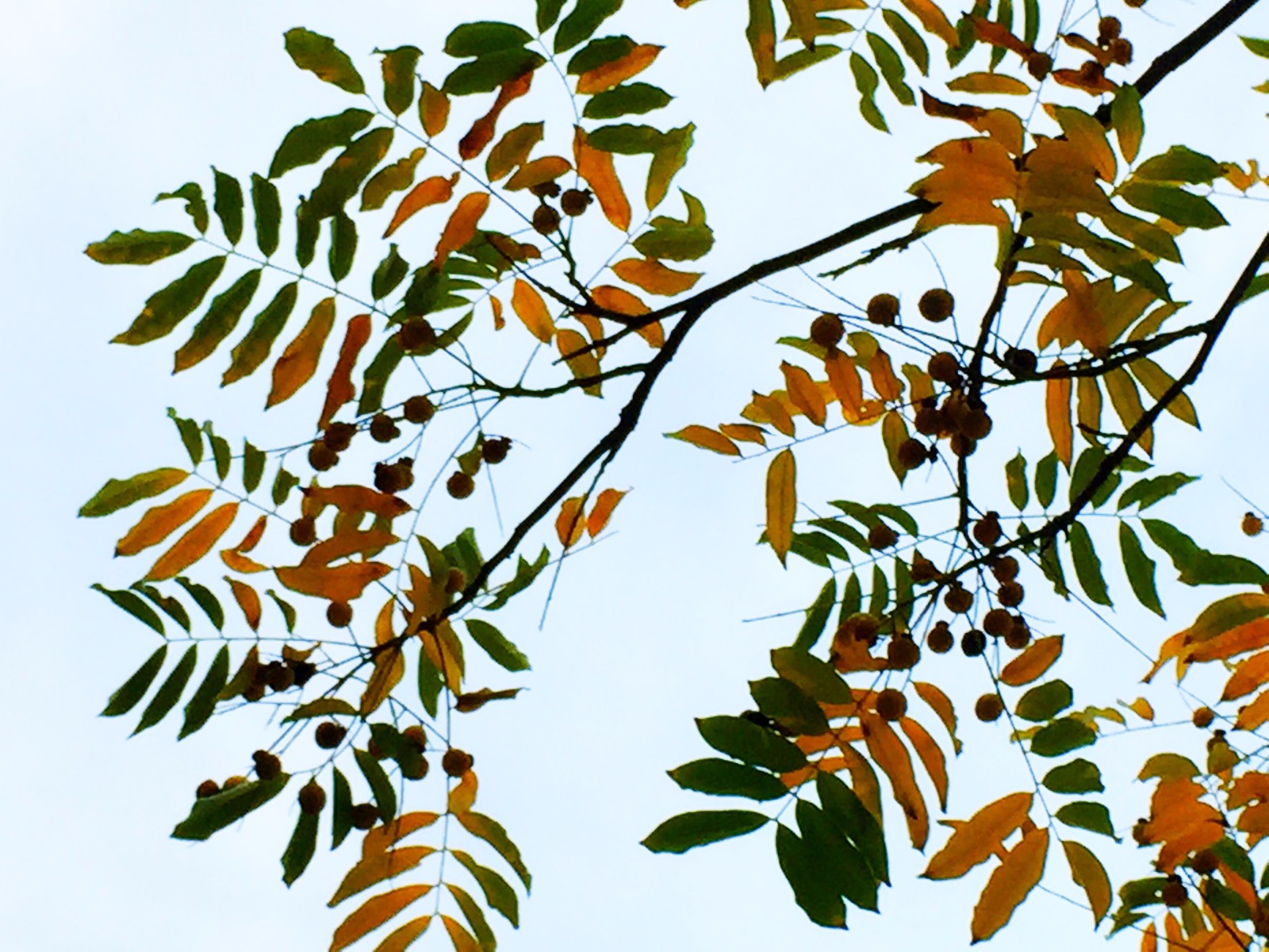 【无患子】与树对视,每一片叶子都是共鸣的语言