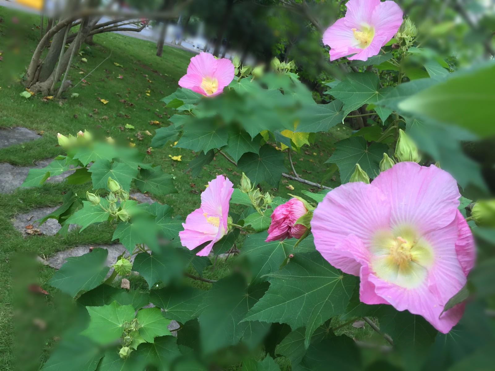 芙蓉花溪边野芙蓉花木相媚好半看池莲尽独伴霜菊槁