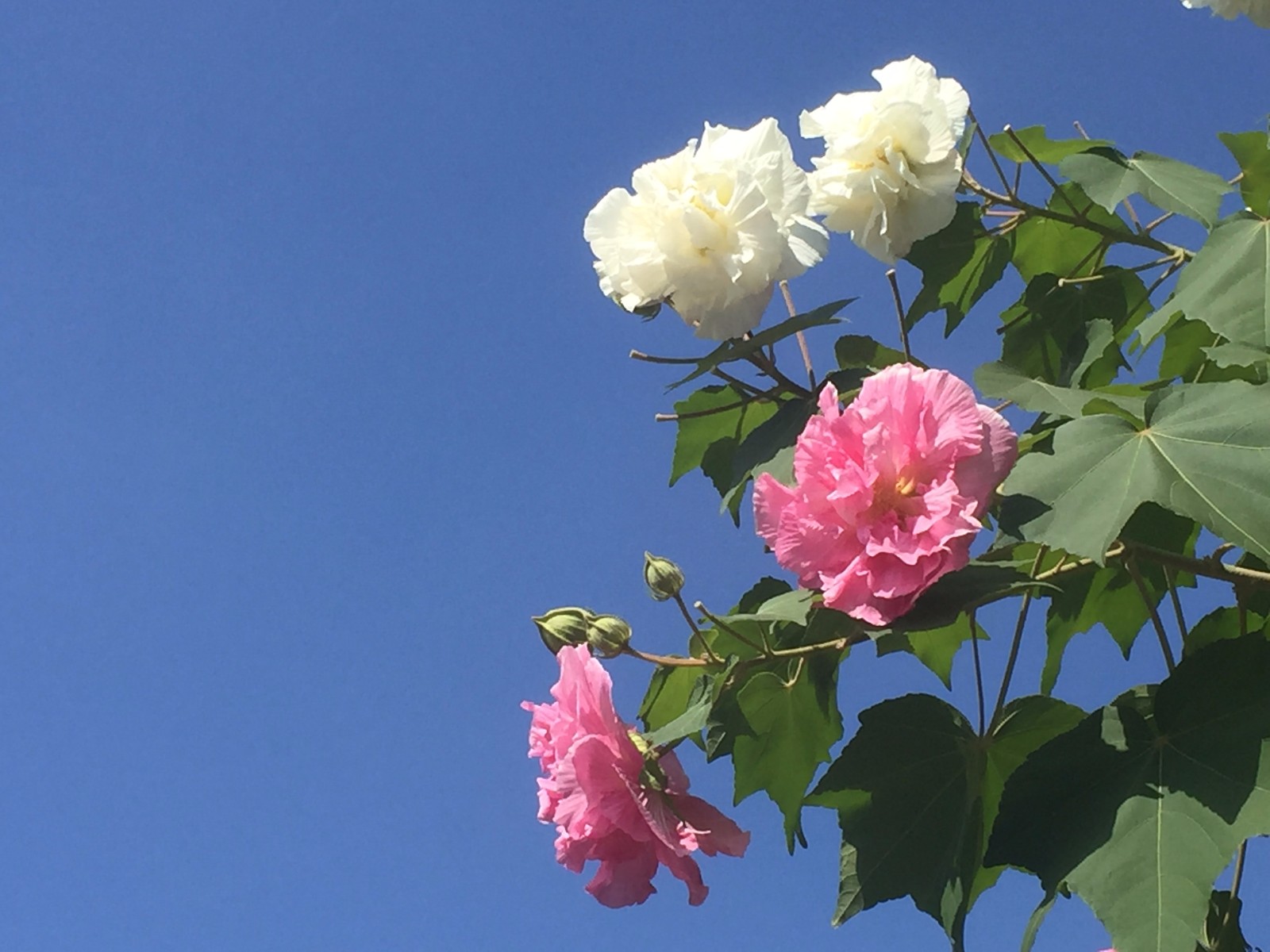 芙蓉花溪边野芙蓉花木相媚好半看池莲尽独伴霜菊槁