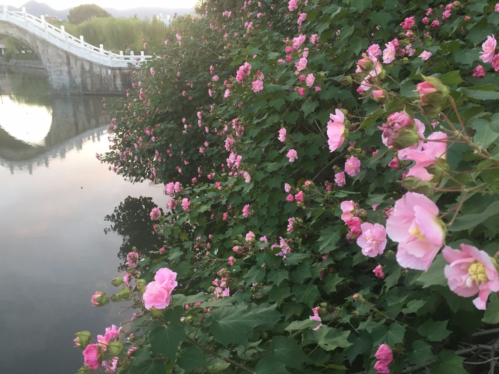 芙蓉花溪边野芙蓉花木相媚好半看池莲尽独伴霜菊槁