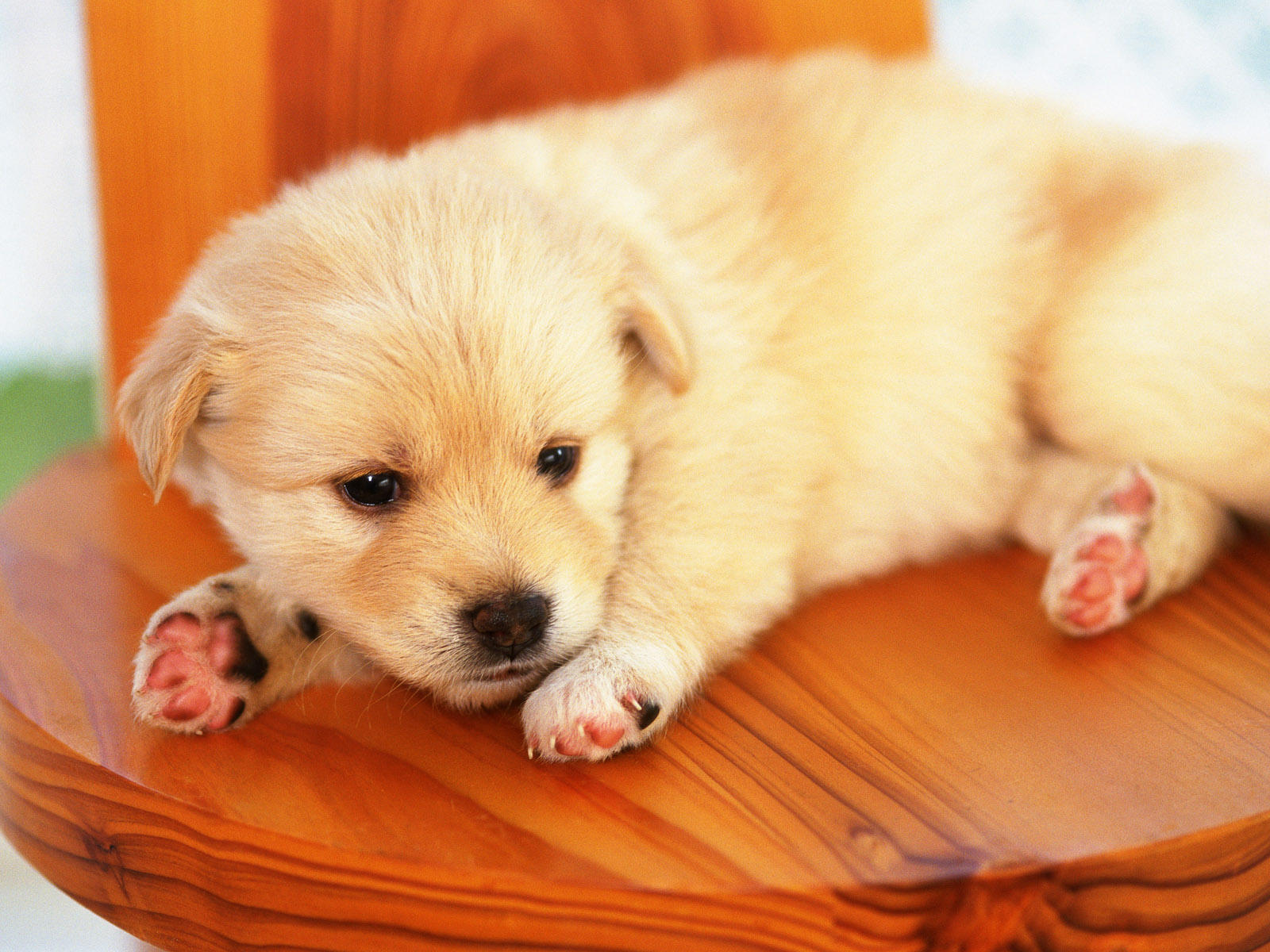 宠物洗澡老大难,小黄狗洗个澡就变白,但主人给狗洗澡让人愤怒!