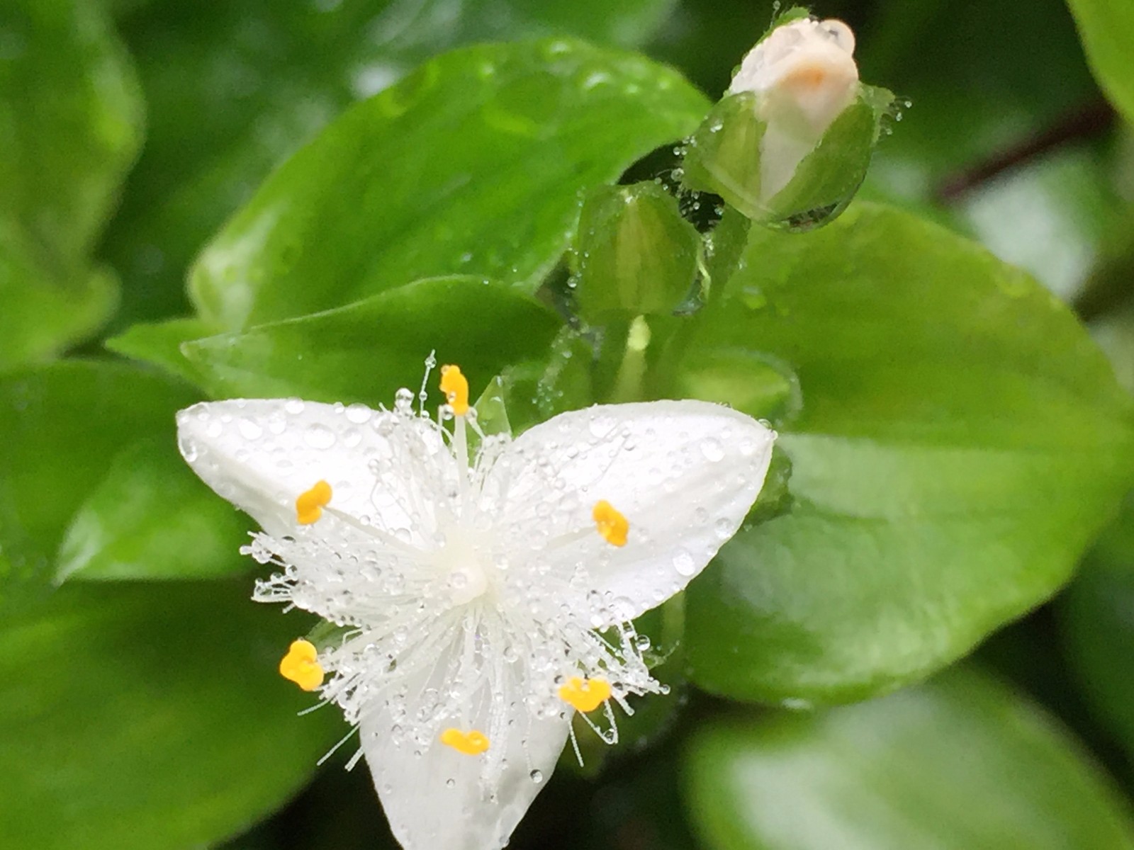 白花紫野跖草白花紫露草