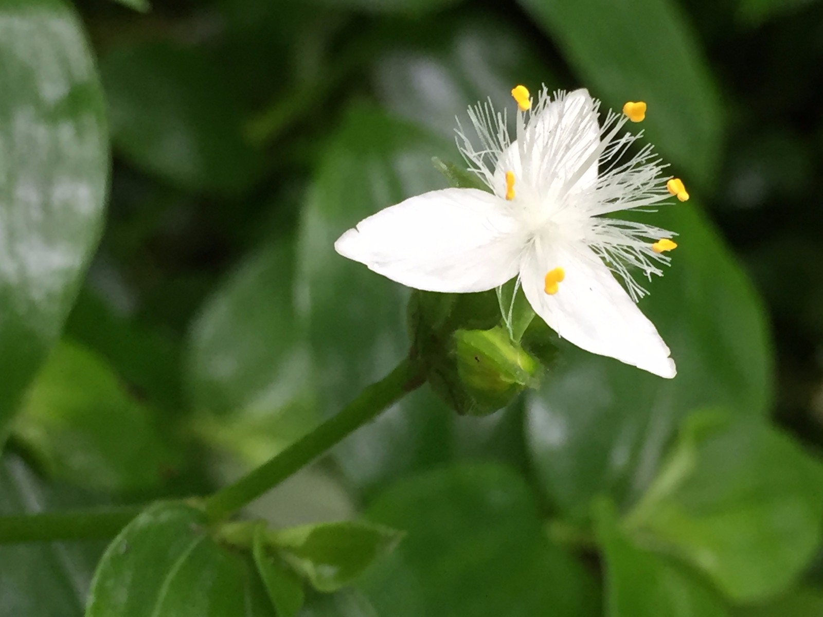白花紫野跖草(白花紫露草)