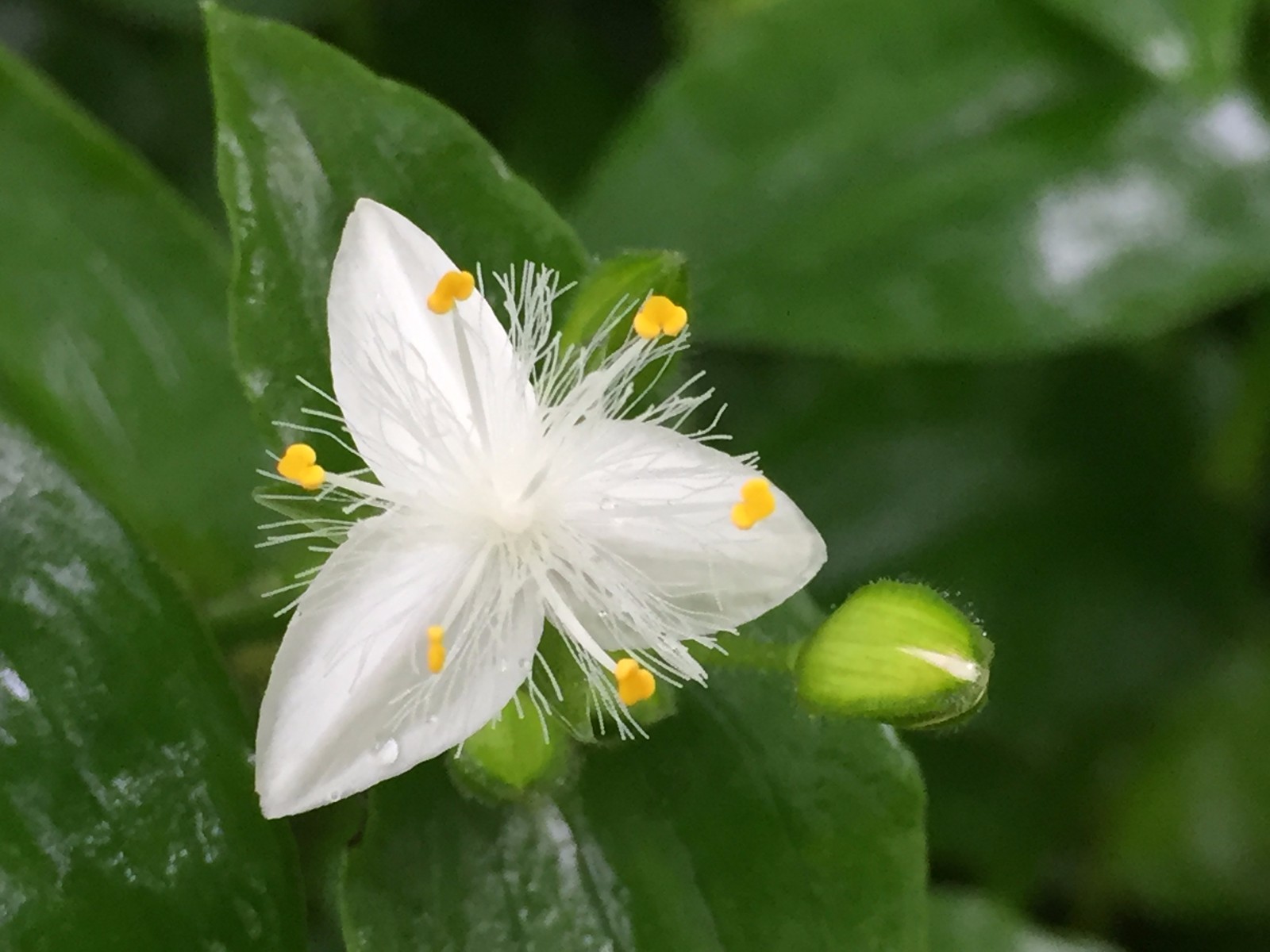 白花紫野跖草白花紫露草