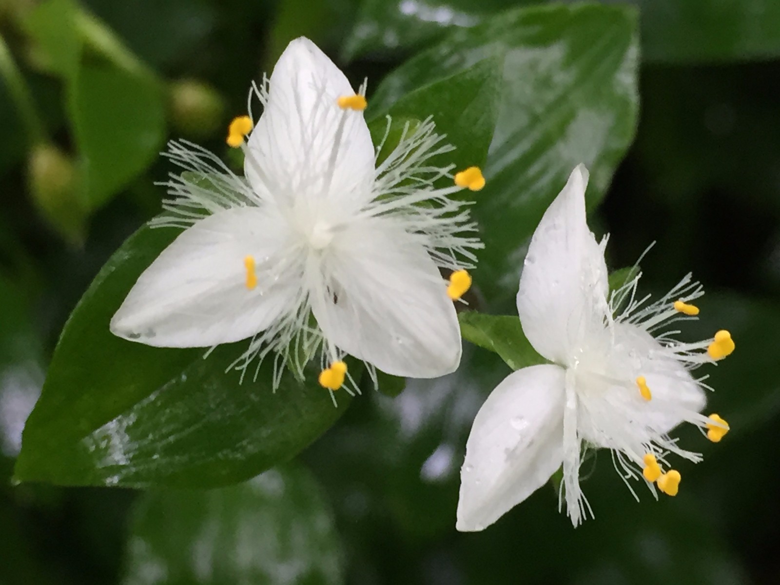 白花紫野跖草白花紫露草