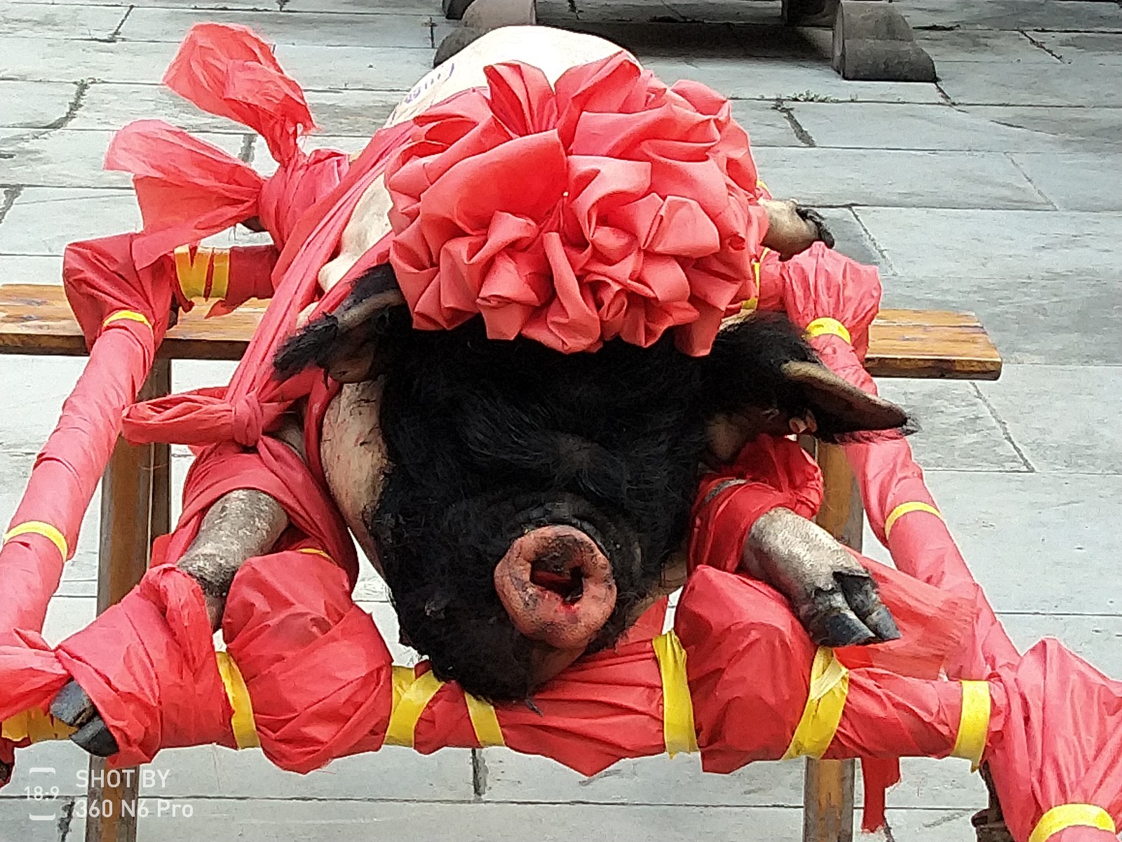 旅行青蛙在蜀道·大朝年猪节现场,看的风景!