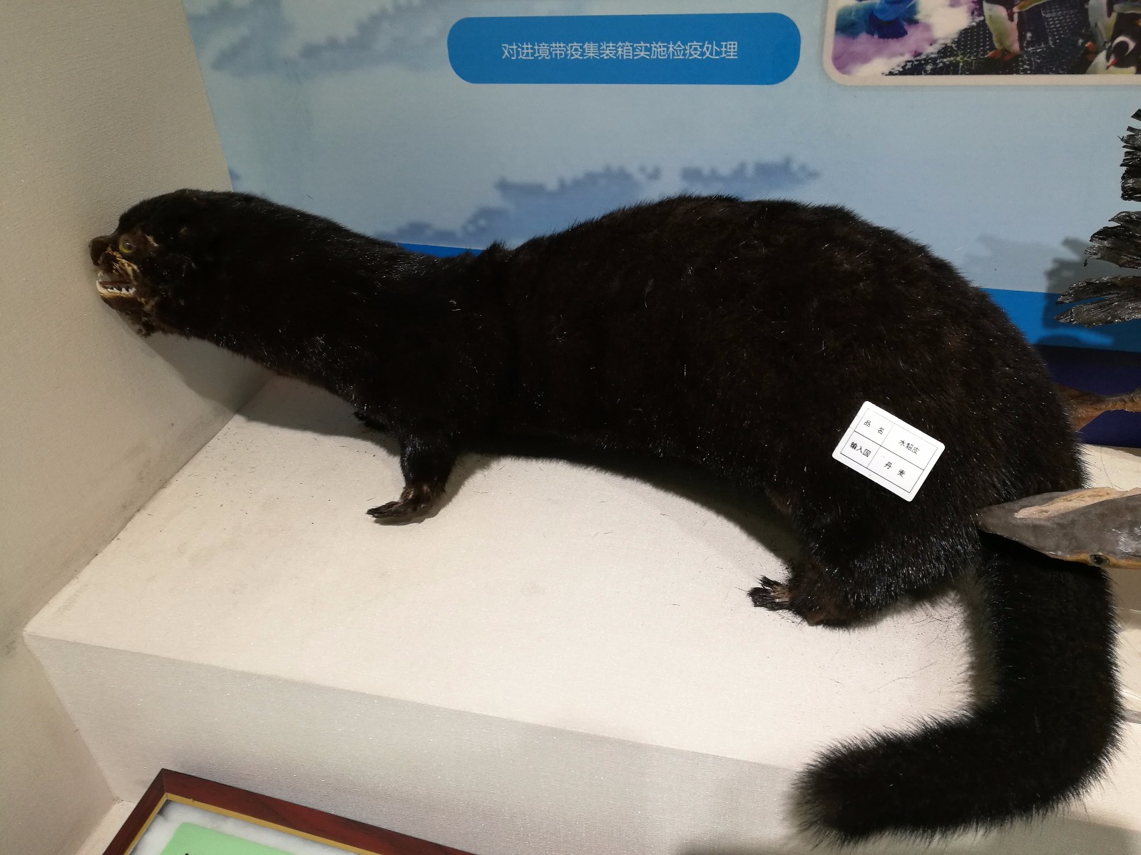 有天上飞的,地下走的还有水里游的,这些非法入境动物全被挡获