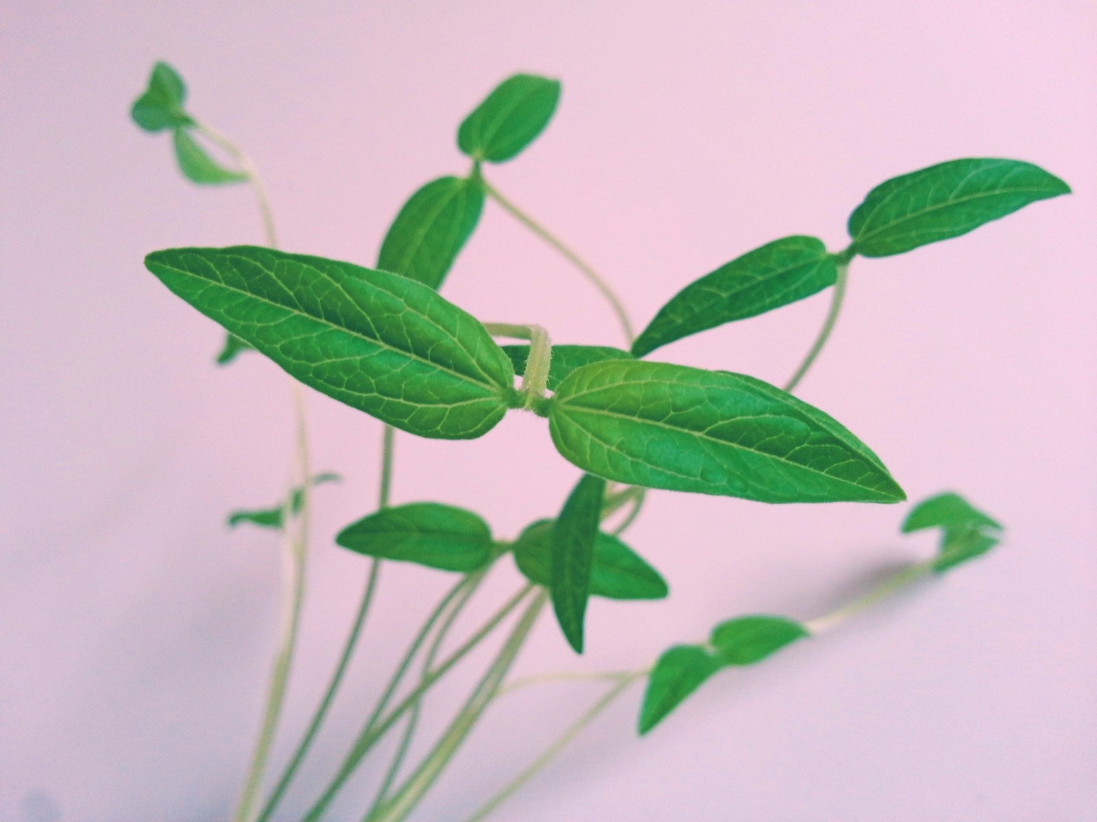 绿豆芽长出的叶子也能带来小清新,发现美,发现生活