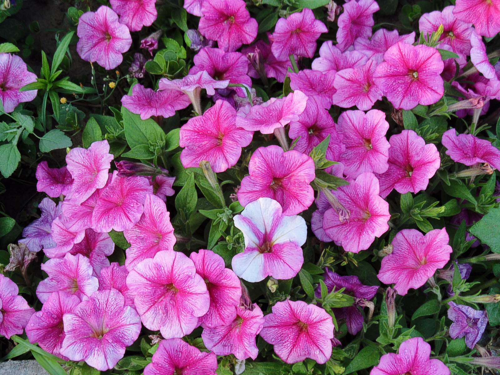 粉色的矮牵牛也美得不同凡响心若晴空丽日草木也都欣欣向荣