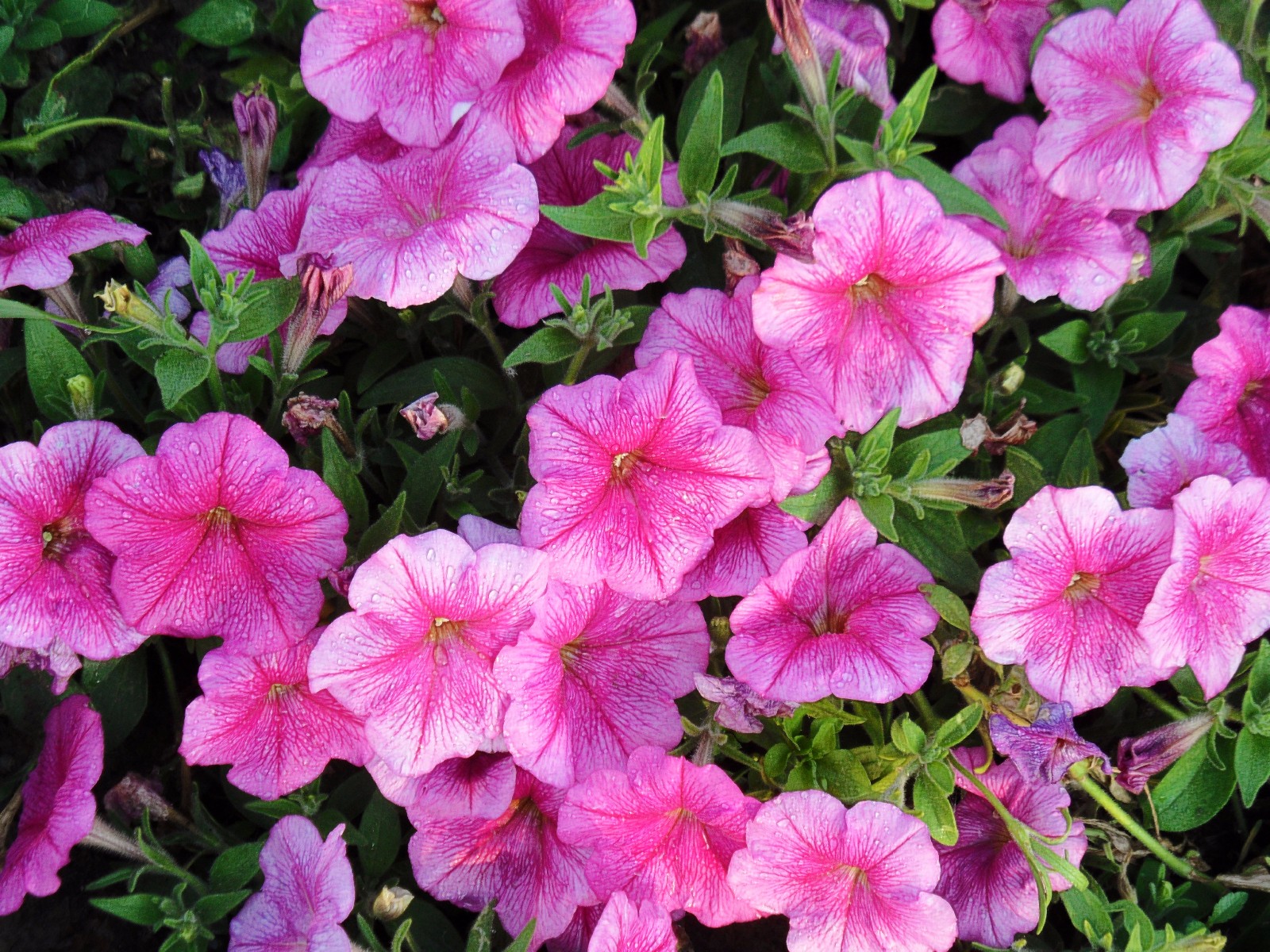 粉色的矮牵牛也美得不同凡响心若晴空丽日草木也都欣欣向荣