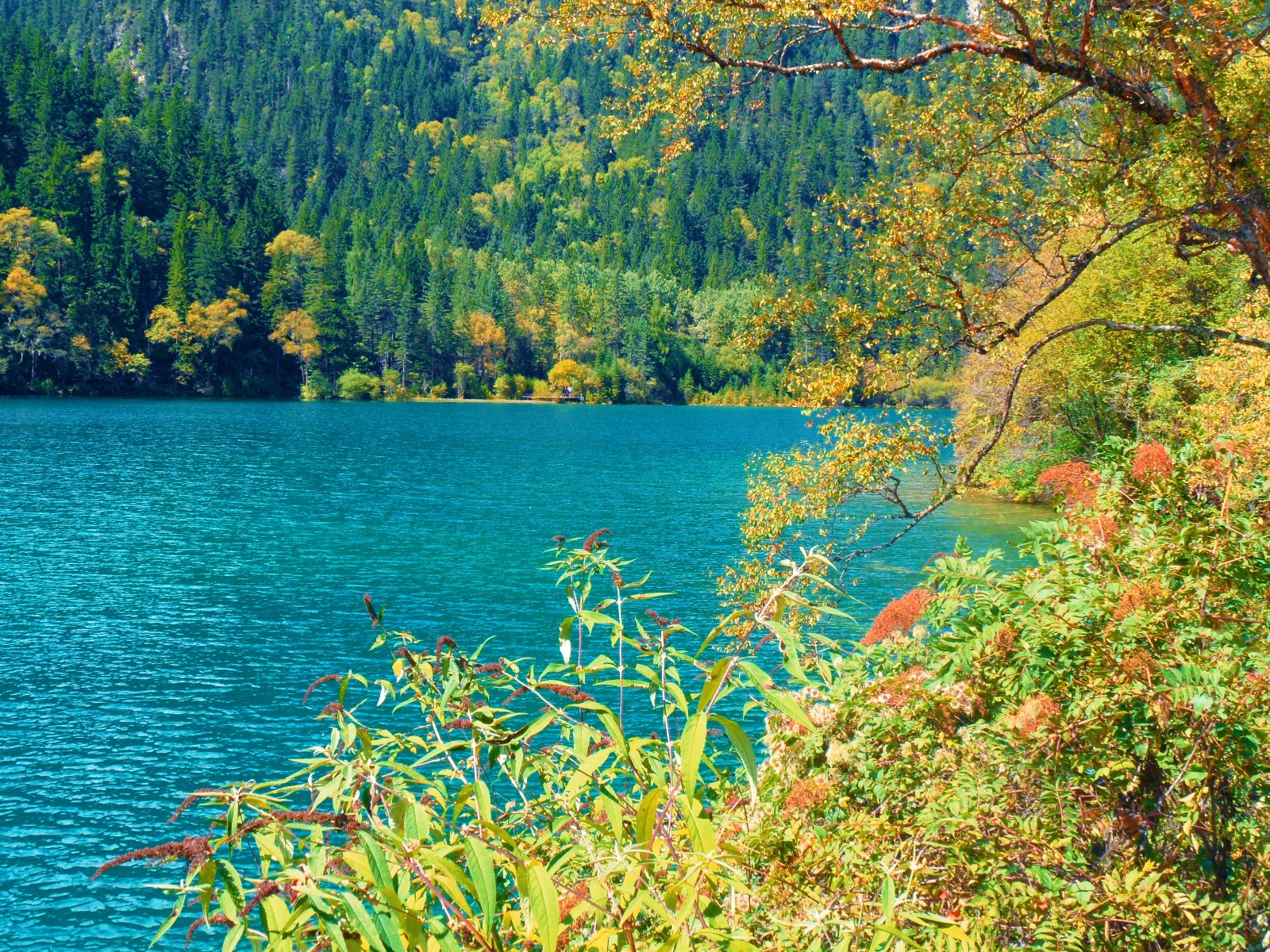 九寨黄龙沟风景美如画,蓝色的水,五颜六色的树(一)